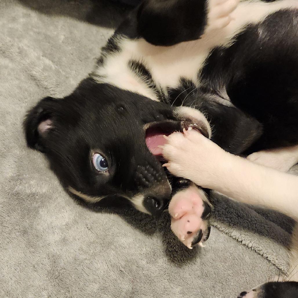 Millie, a Adoptable Mixed Breed in Buffalo, MN image 3/5