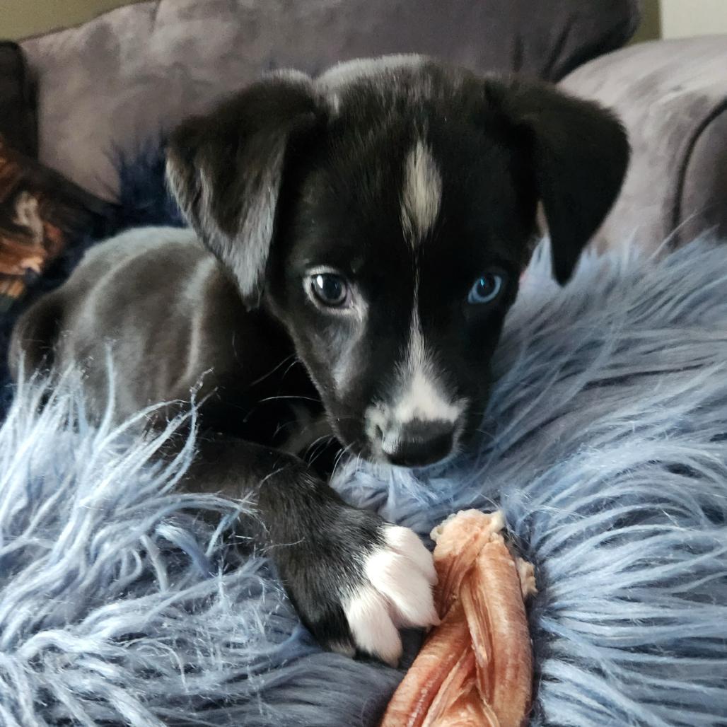 Millie, a Adoptable Mixed Breed in Brooklyn Park, MN image 2/4