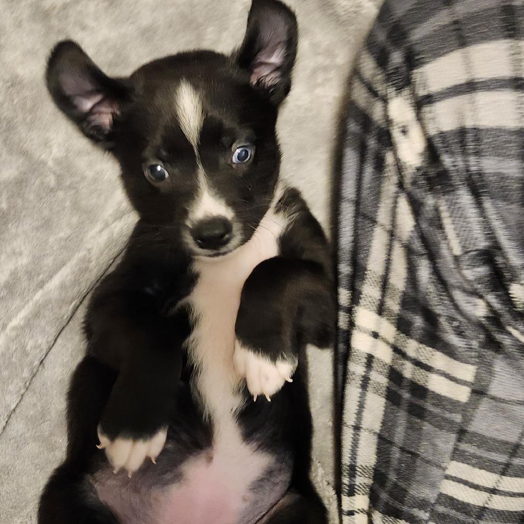 Millie, a Adoptable Mixed Breed in Buffalo, MN image 4/5