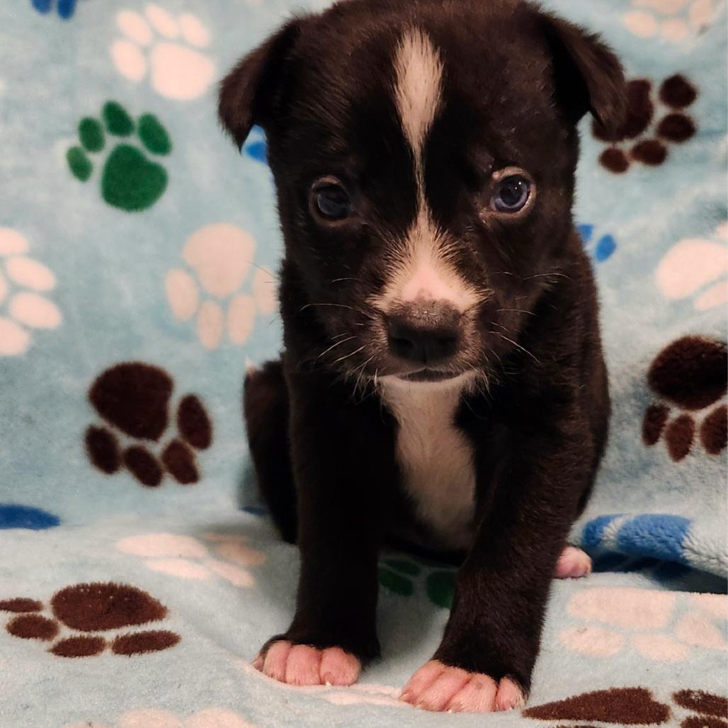 Millie, a Adoptable Mixed Breed in Buffalo, MN image 5/5