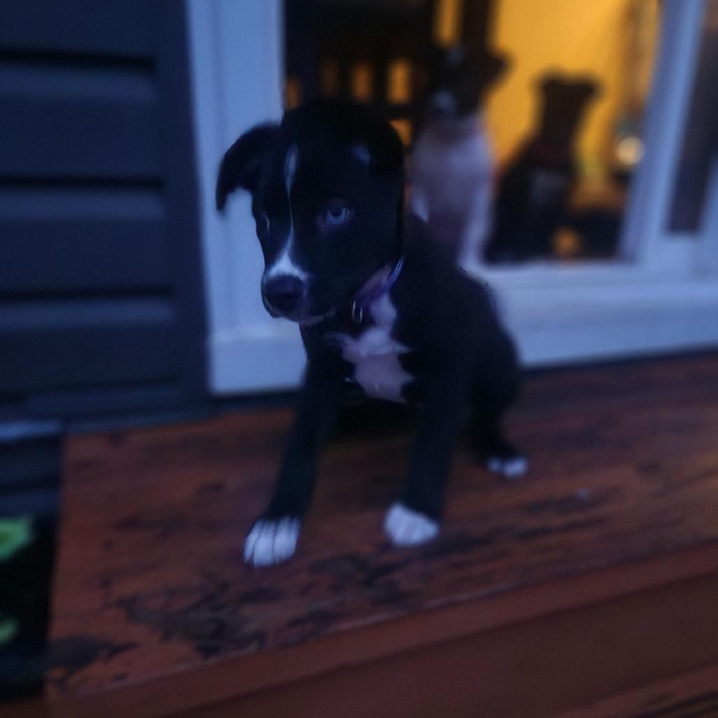 Millie, a Adoptable Mixed Breed in Brooklyn Park, MN image 3/4