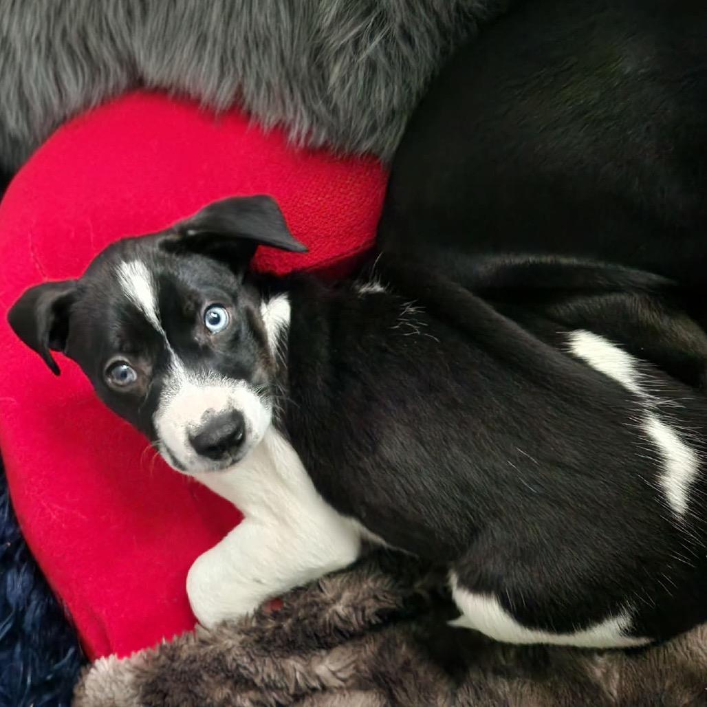 Millie, a Adoptable Mixed Breed in Brooklyn Park, MN image 1/4