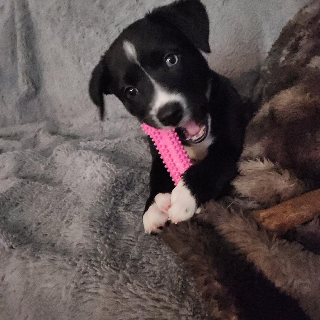 Millie, a Adoptable Mixed Breed in Brooklyn Park, MN image 4/4