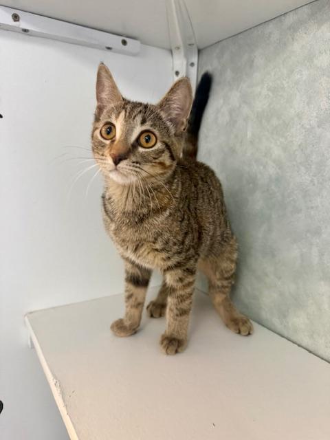 Enlarge Saturn, a ADOPTABLE Domestic Short Hair in St. Clair, MI image 1/2