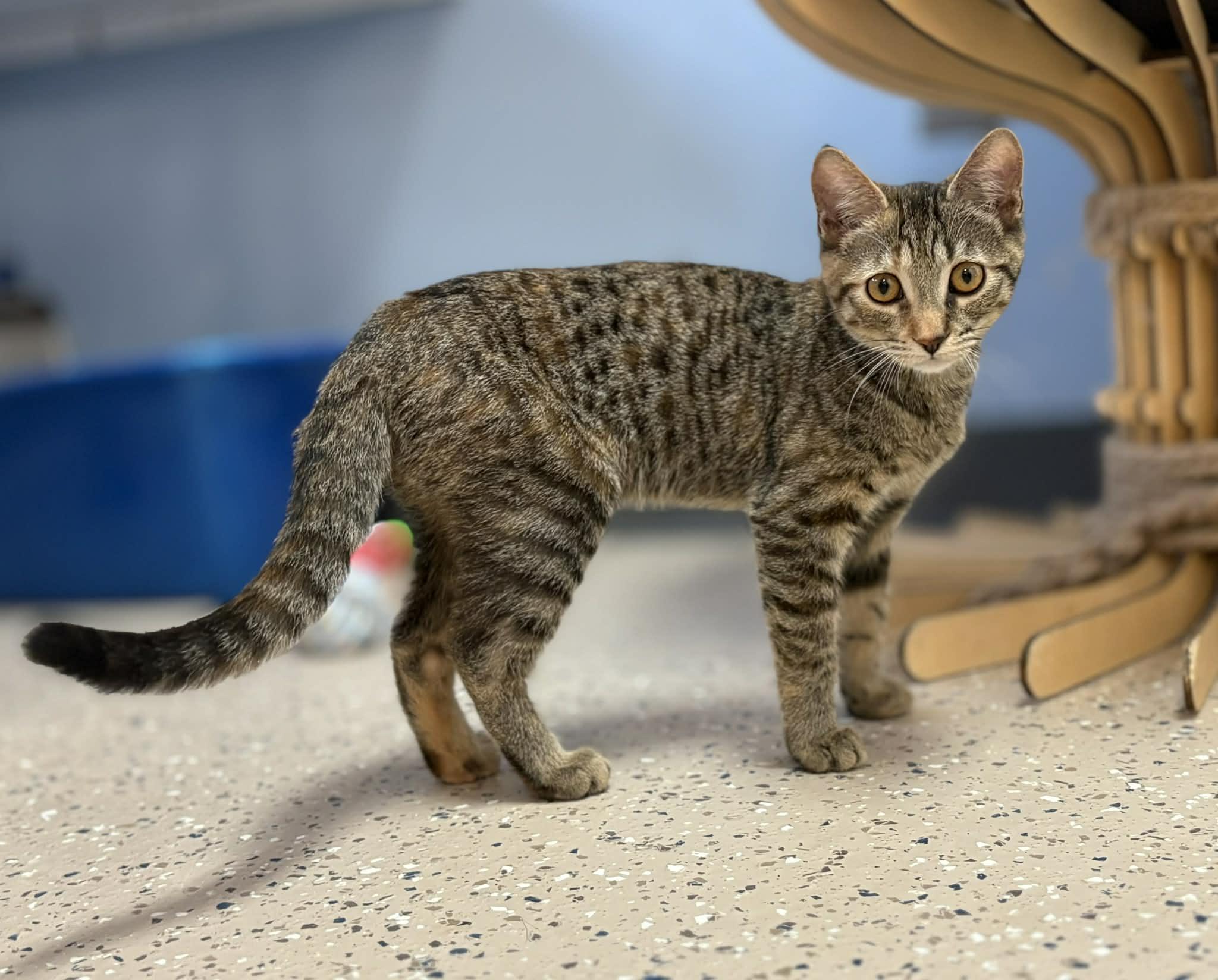 Enlarge Saturn, a ADOPTABLE Domestic Short Hair in St. Clair, MI image 2/2