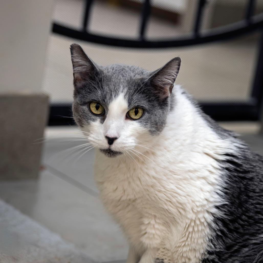 Enlarge Taffy, a Adoptable Domestic Short Hair in Las Vegas, NV image 4/5