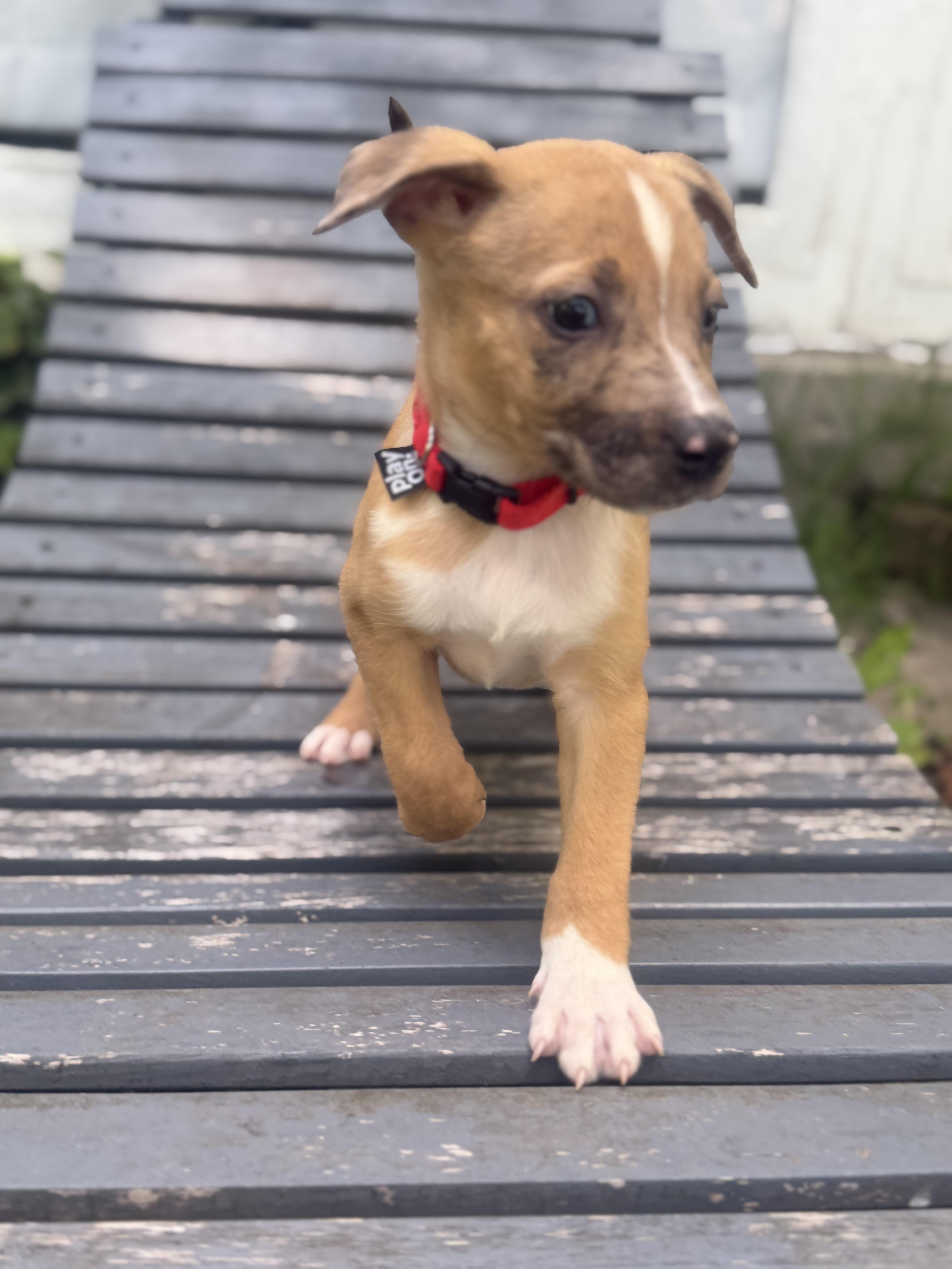 Hunter, an adopted mixed breed in CHURCHVILLE, NY image 3/4