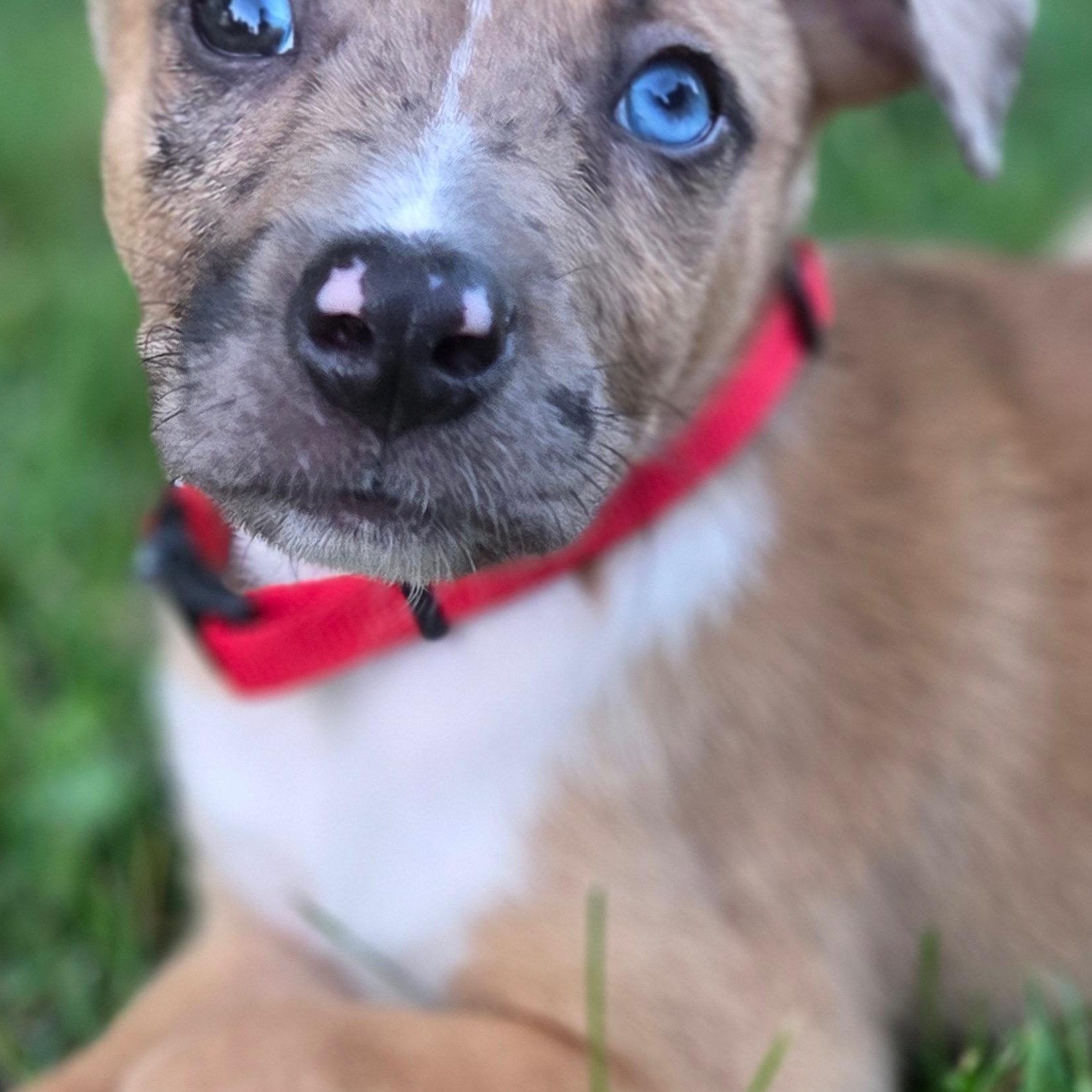 Hunter, an adopted mixed breed in CHURCHVILLE, NY image 2/4