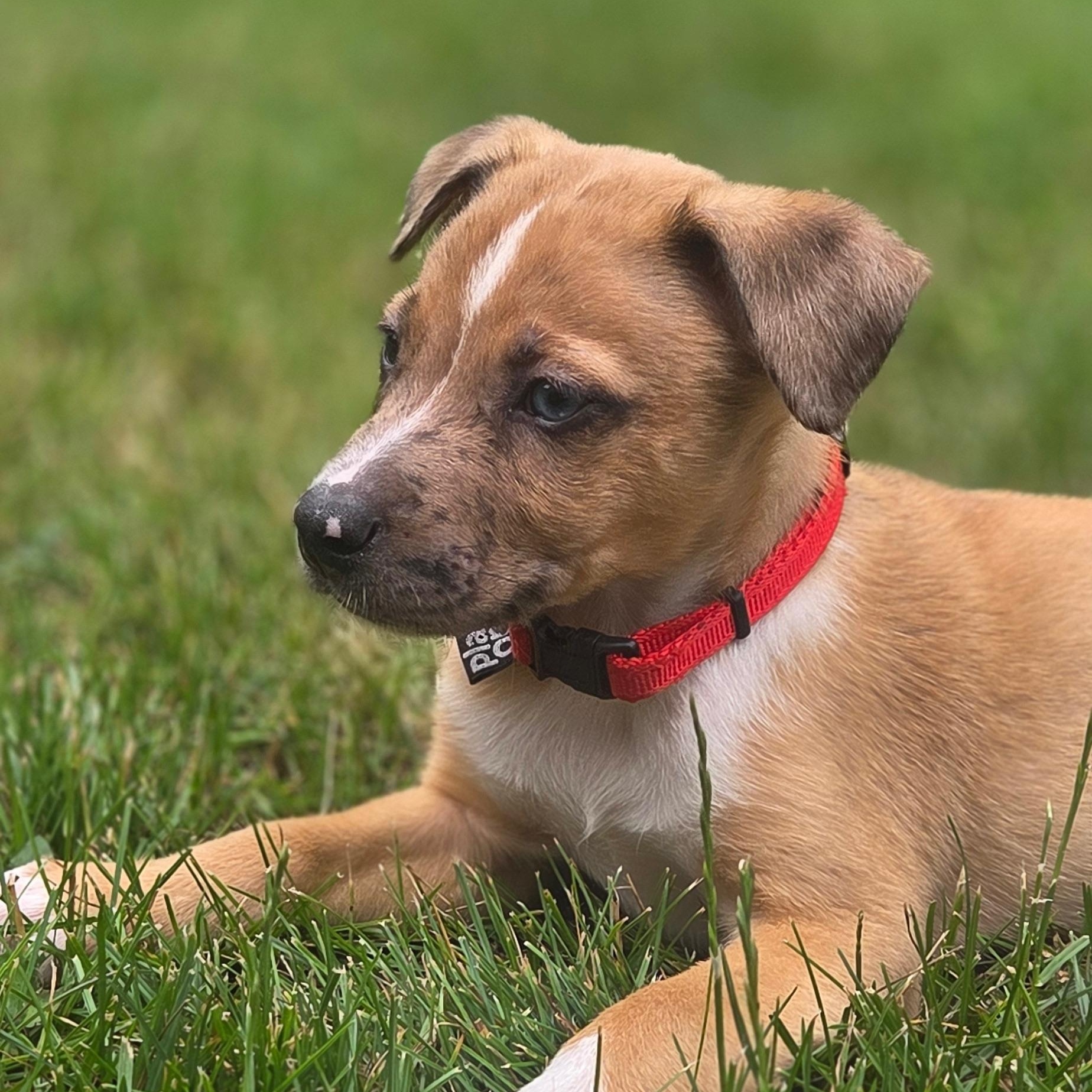 Hunter, an adopted mixed breed in CHURCHVILLE, NY image 4/4