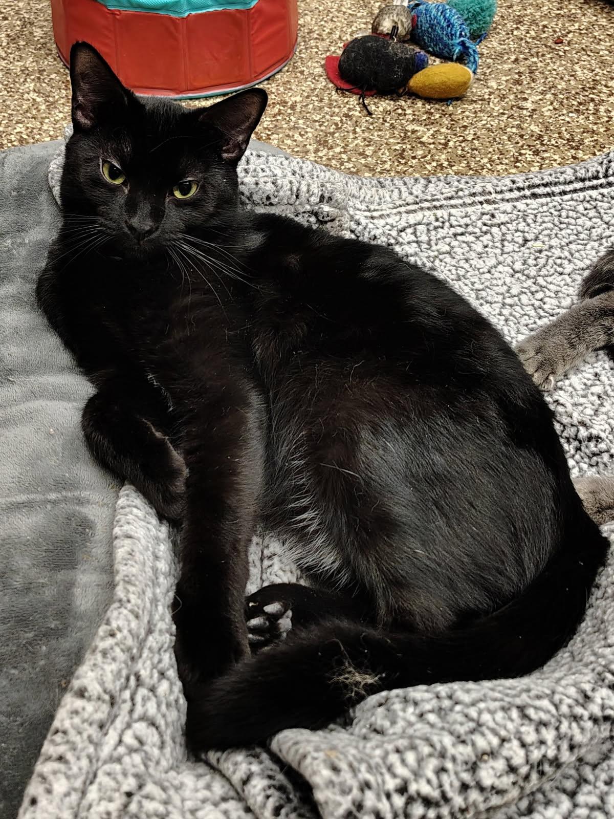 Jack, ADOPTABLE, Young Male American Shorthair.