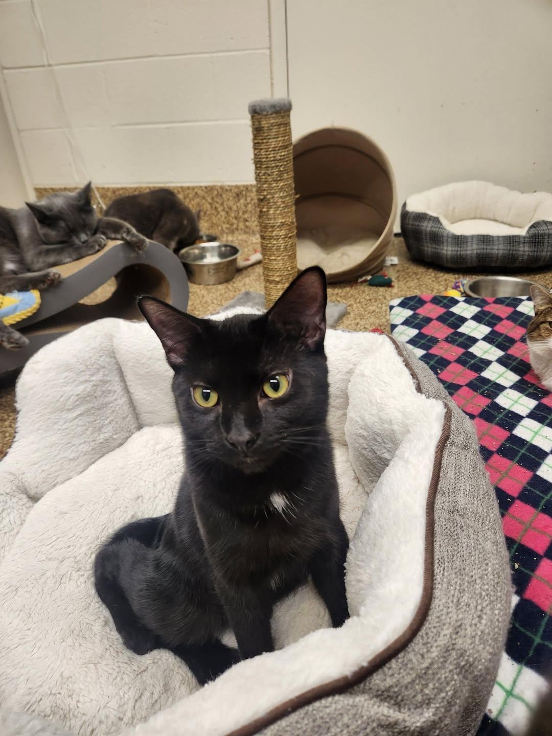 Enlarge Jack, a ADOPTABLE mixed breed in Old Lyme, CT image 2/2