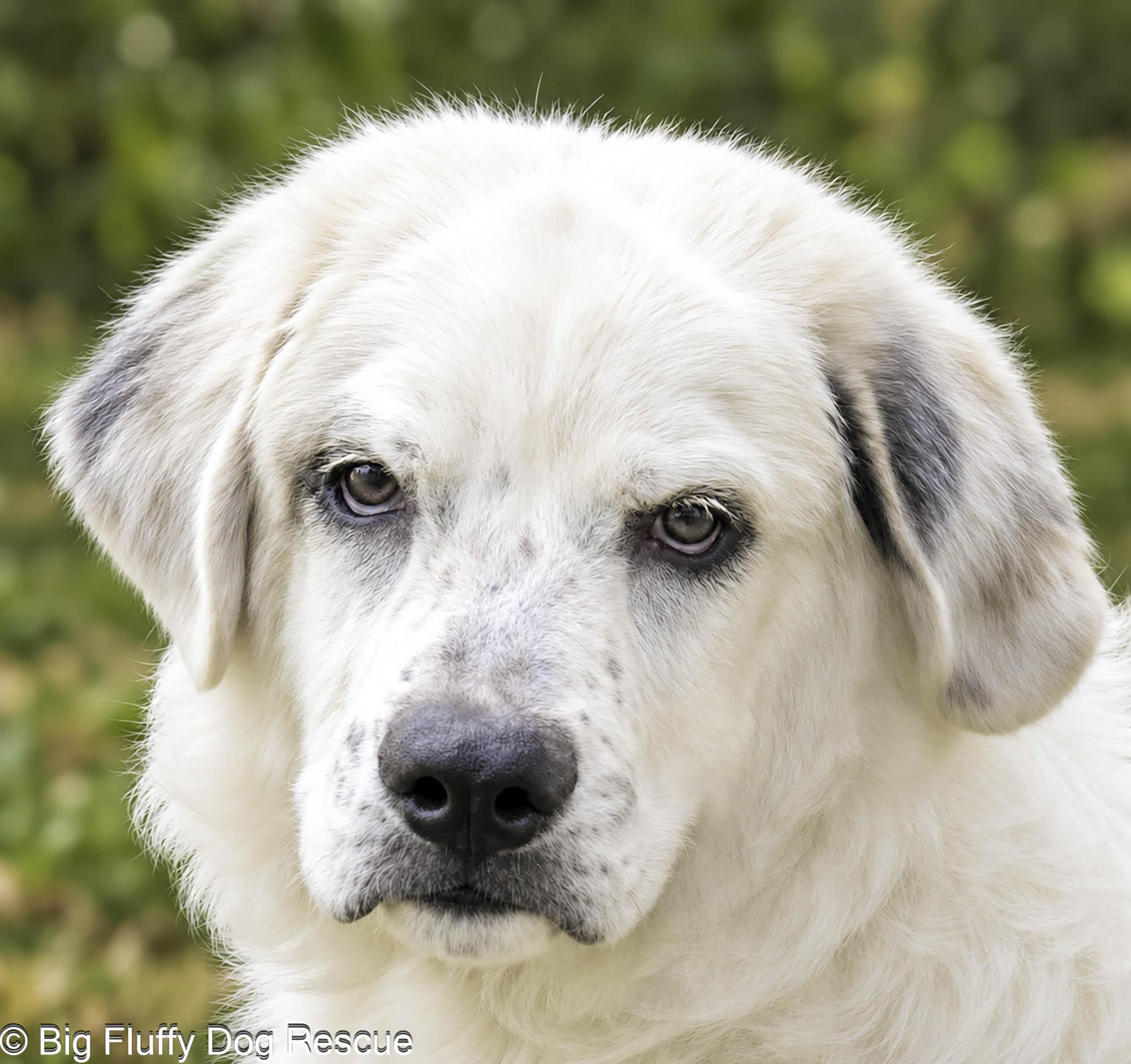 Nayvar, Adoptable, Young Male Great Pyrenees & Australian Shepherd.