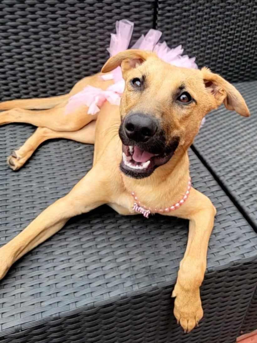 Enlarge Sakari, a Adoptable mixed breed in Locust Grove, GA image 1/3