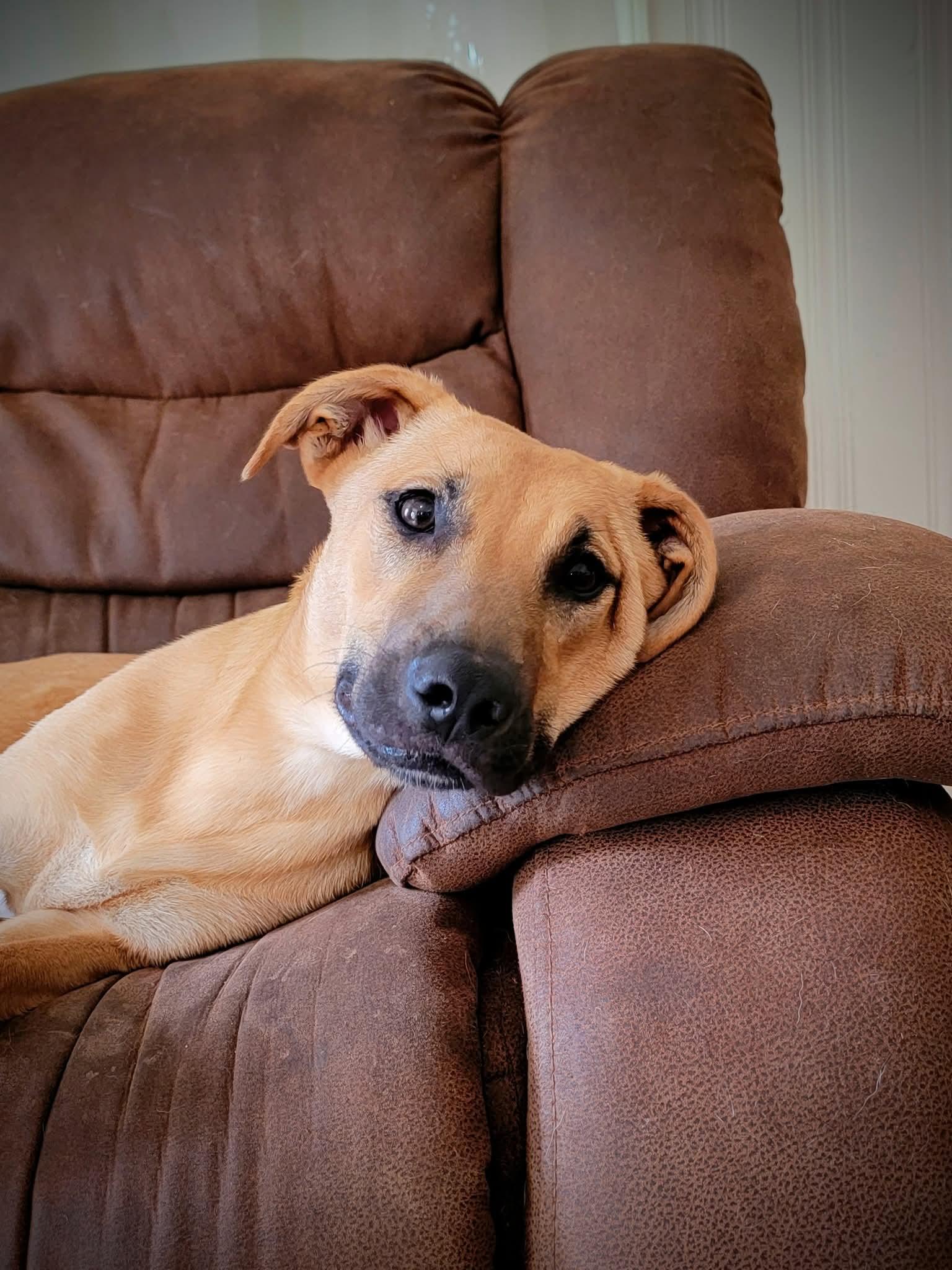 Enlarge Sakari, a Adoptable mixed breed in Locust Grove, GA image 2/3