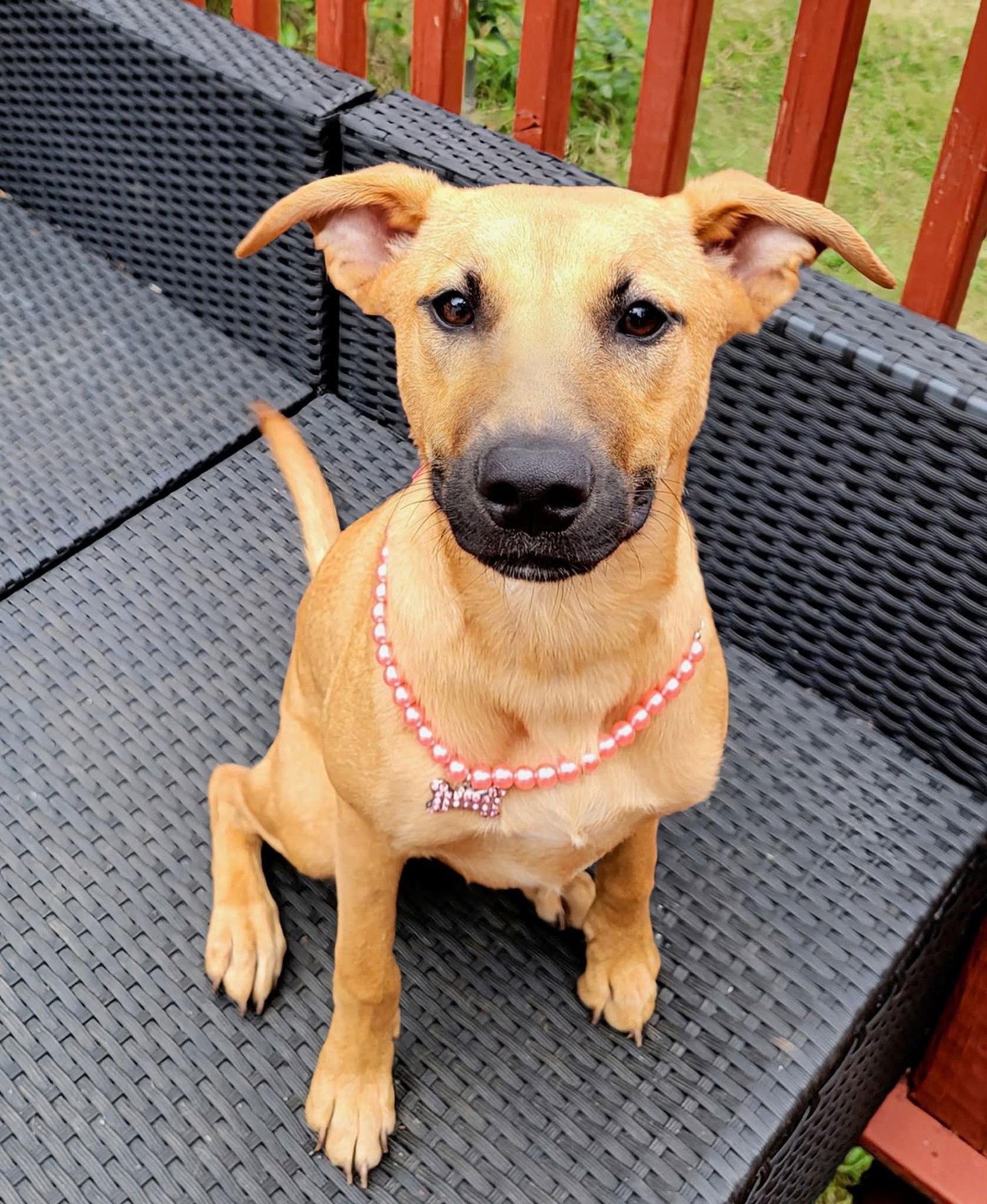 Enlarge Sakari, a Adoptable mixed breed in Locust Grove, GA image 3/3