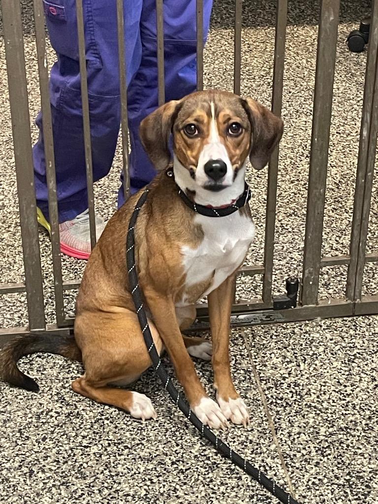 Enlarge Olive, a Adoptable mixed breed in Columbia, TN image 1/1