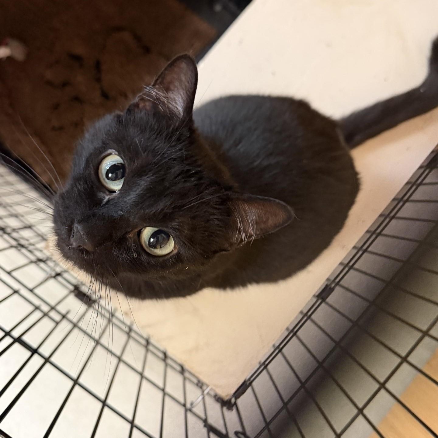 Enlarge Velvet, a ADOPTABLE Domestic Short Hair in Kent, WA image 1/2