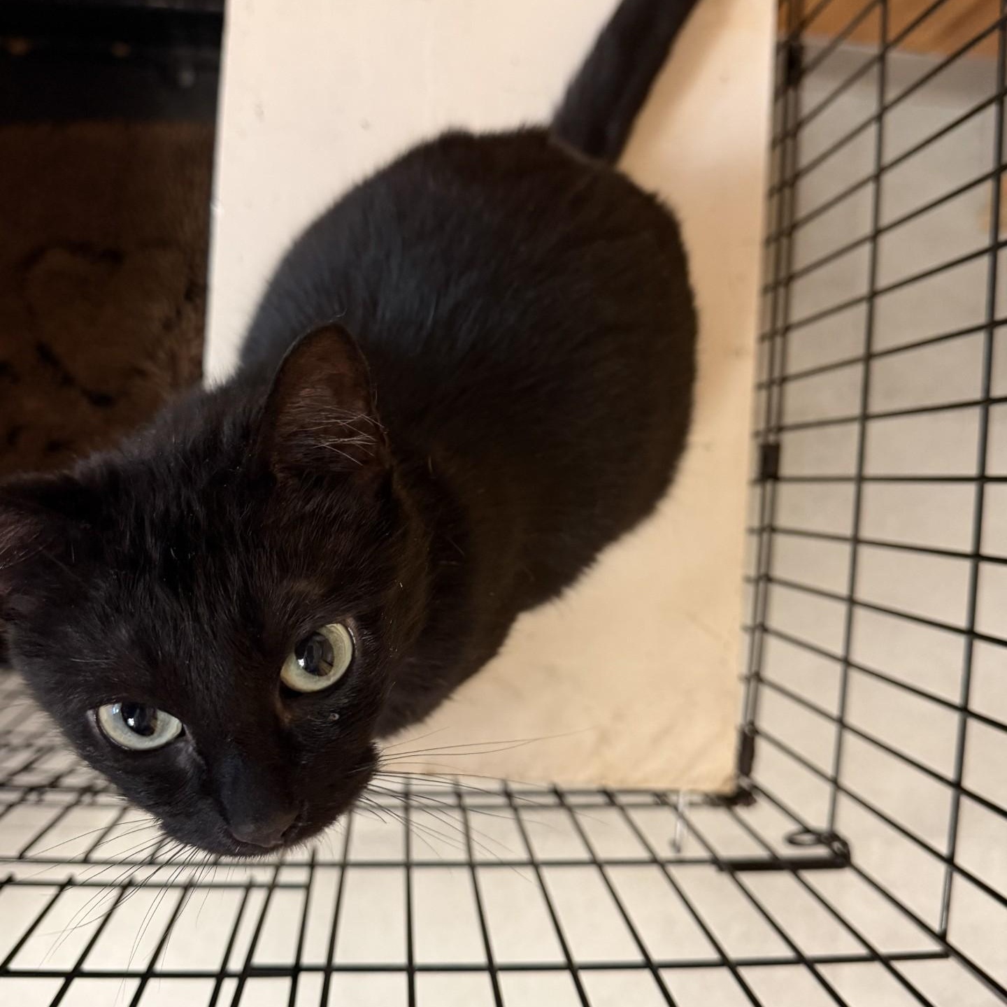 Enlarge Velvet, a ADOPTABLE Domestic Short Hair in Kent, WA image 2/2