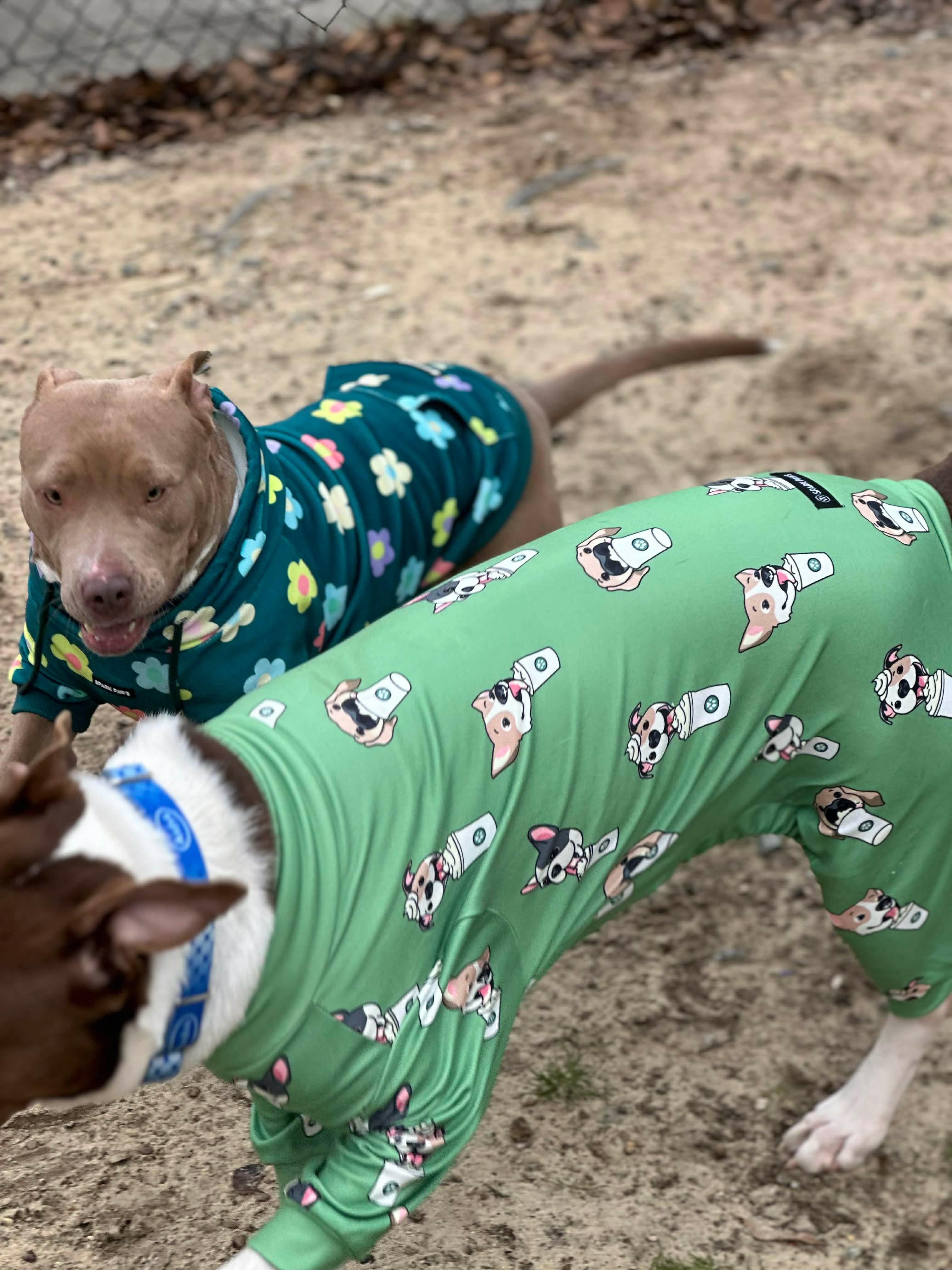 Lucky, a ADOPTABLE Mixed Breed in Sunset Bch, NC image 5/5