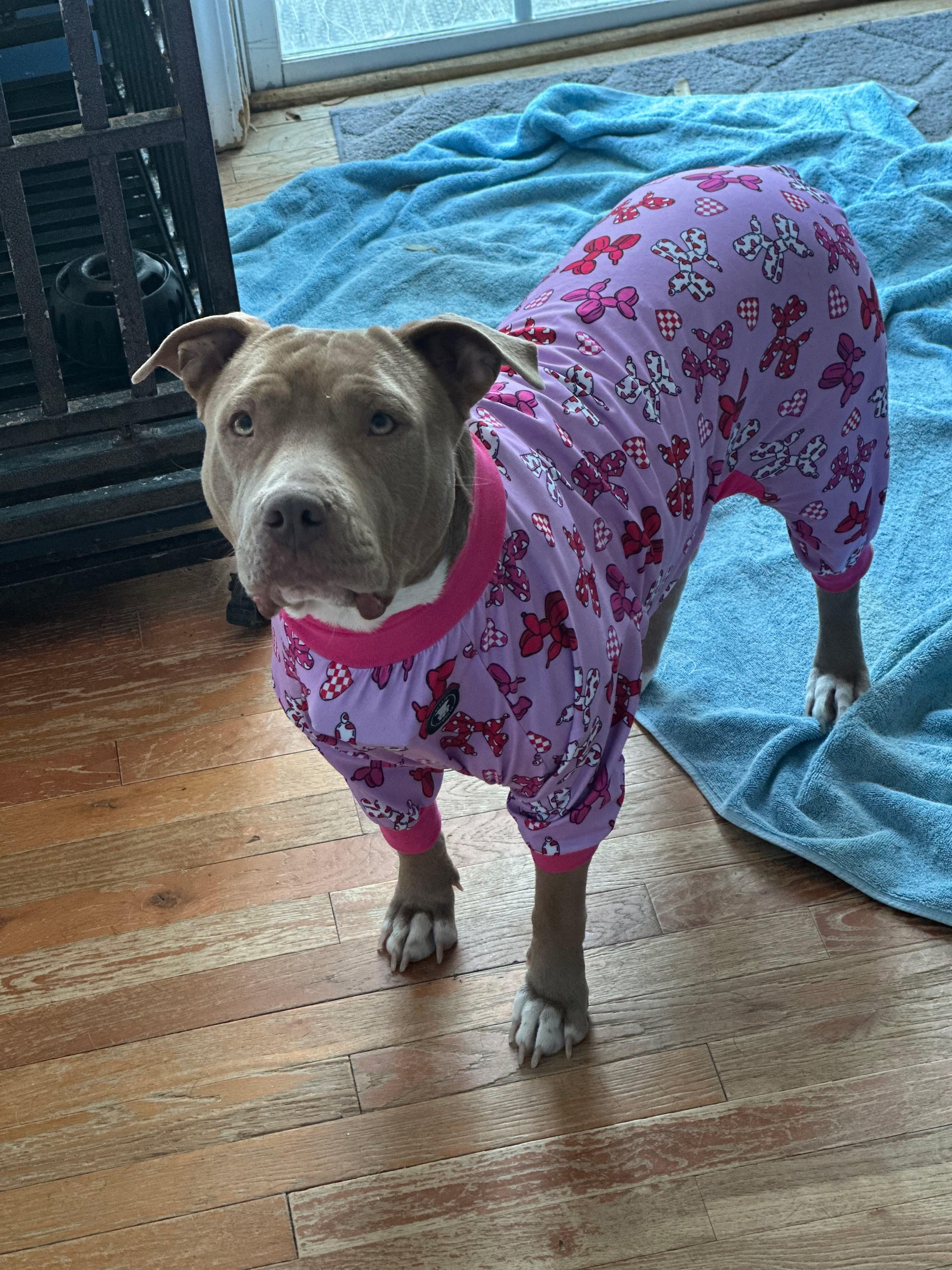 Lucky, a ADOPTABLE Mixed Breed in Sunset Bch, NC image 4/5