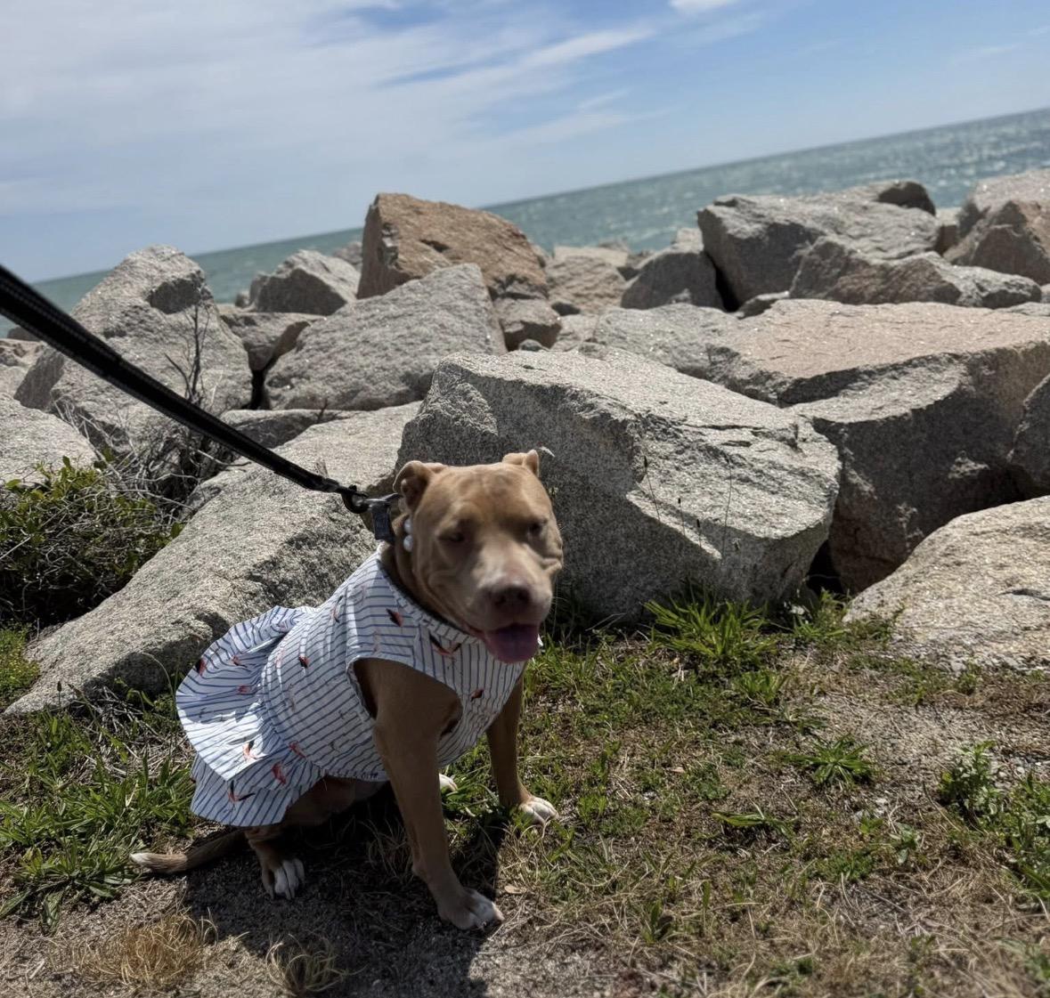 Lucky, an adopted Mixed Breed in Sunset Bch, NC image 2/6