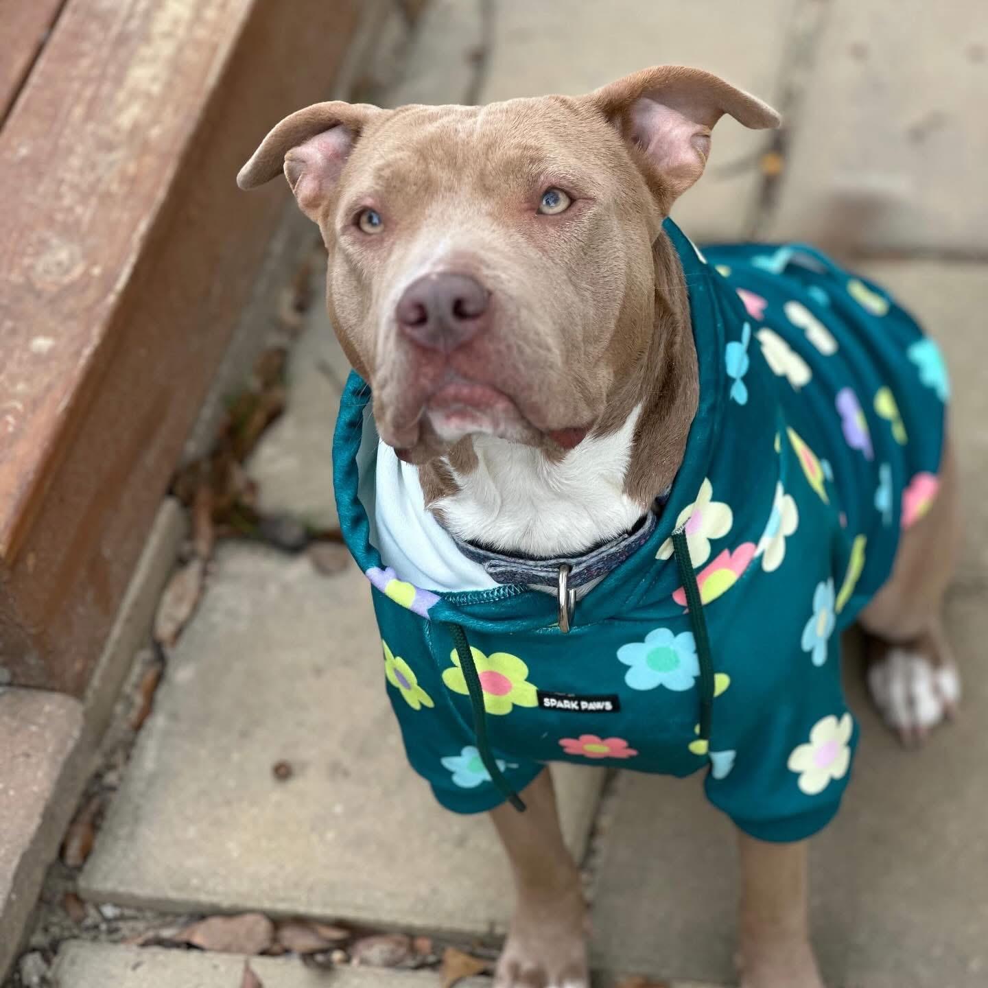 Lucky, ADOPTABLE, Adult Female Mixed Breed.