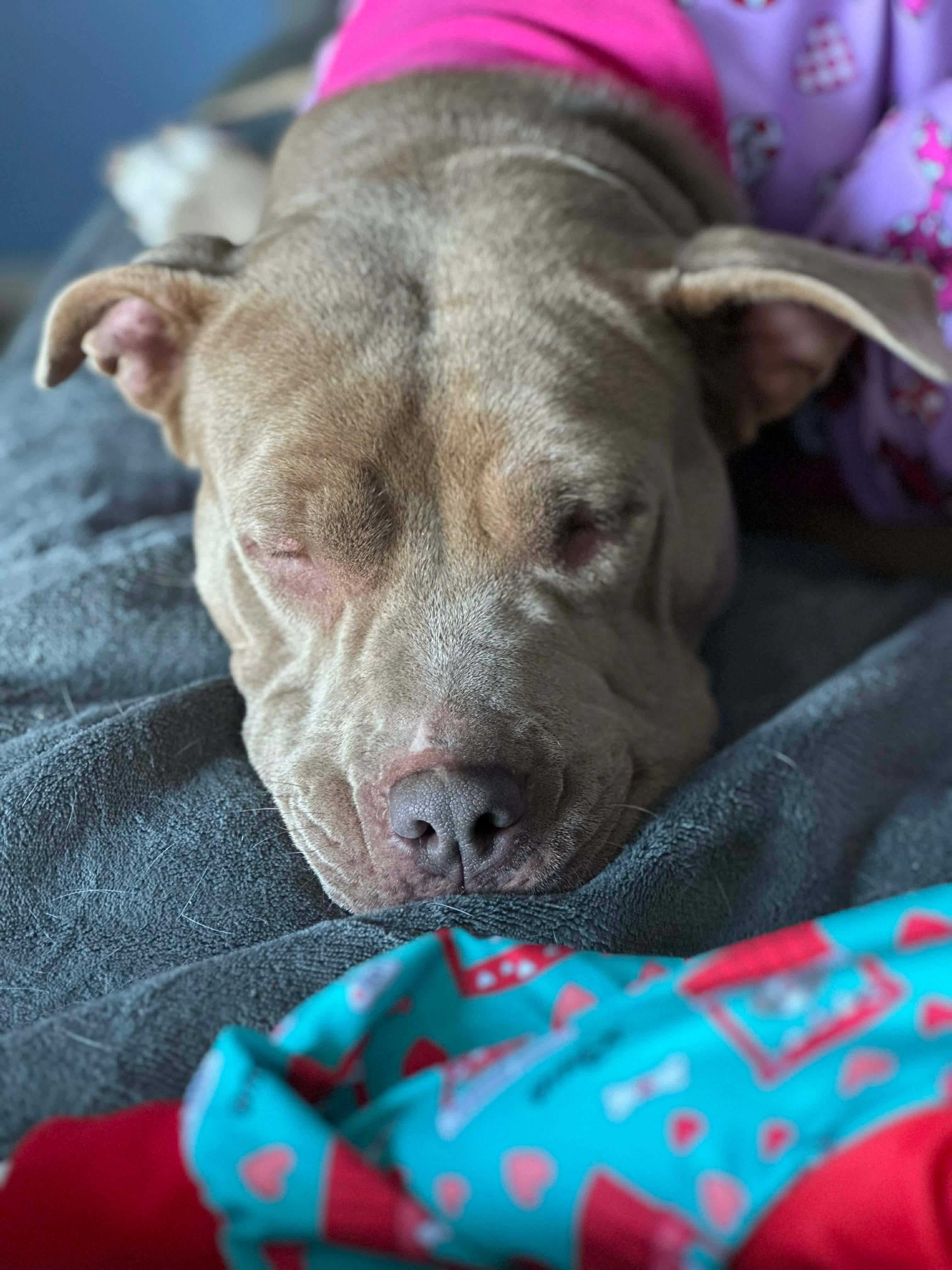 Lucky, a ADOPTABLE Mixed Breed in Sunset Bch, NC image 2/5