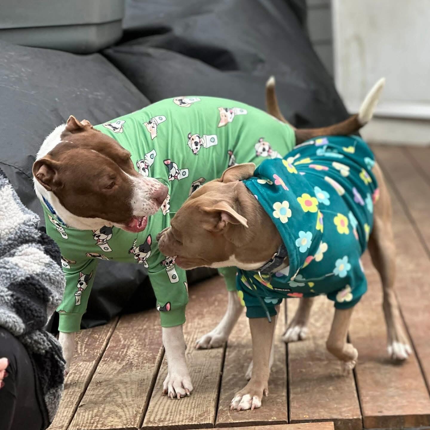 Lucky, a ADOPTABLE Mixed Breed in Sunset Bch, NC image 3/5