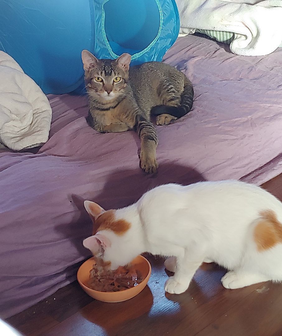 Alton, Adopted, Young Male Domestic Short Hair.