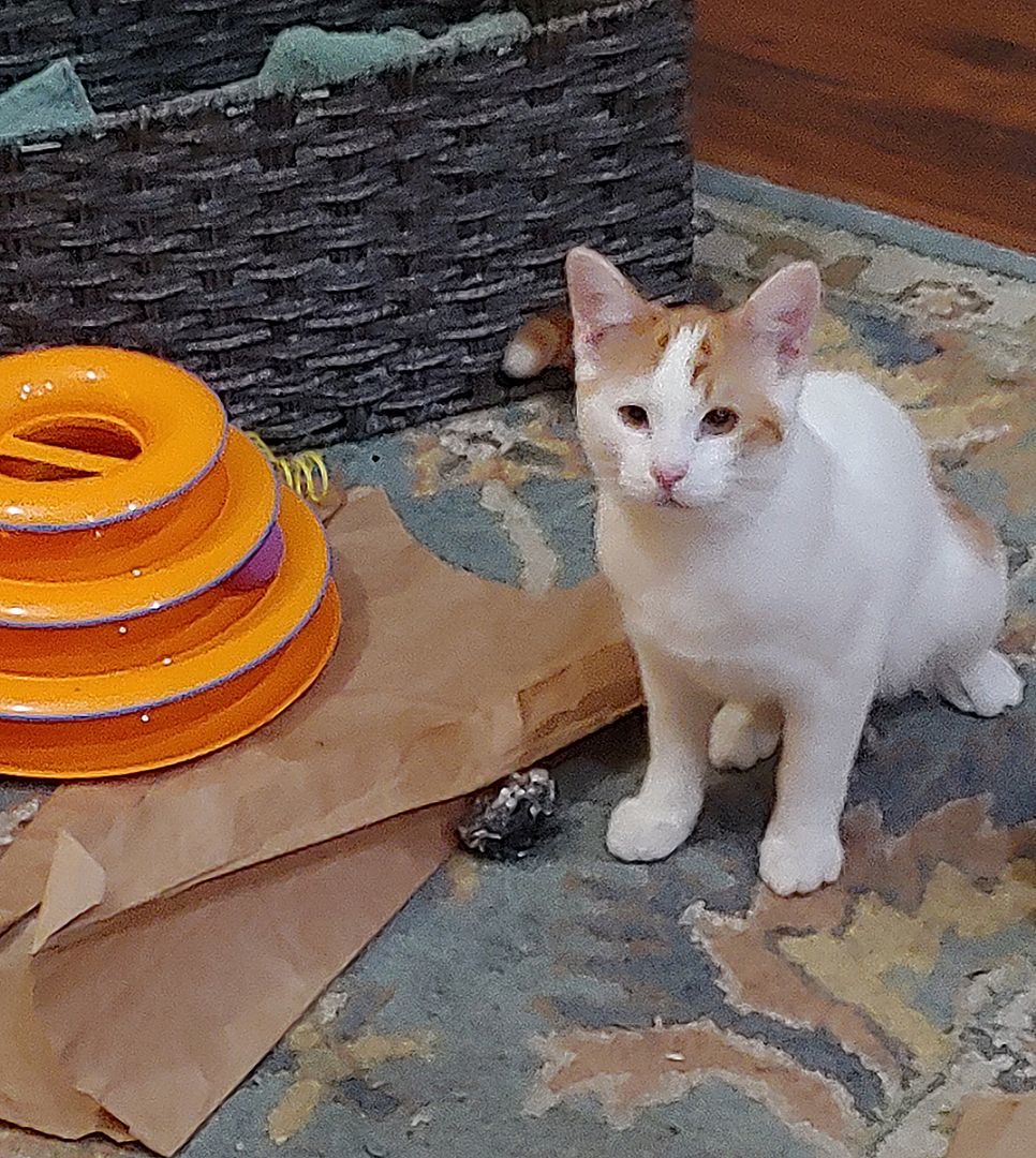 Alton, a Adopted Domestic Short Hair in Fort Lupton, CO image 3/4