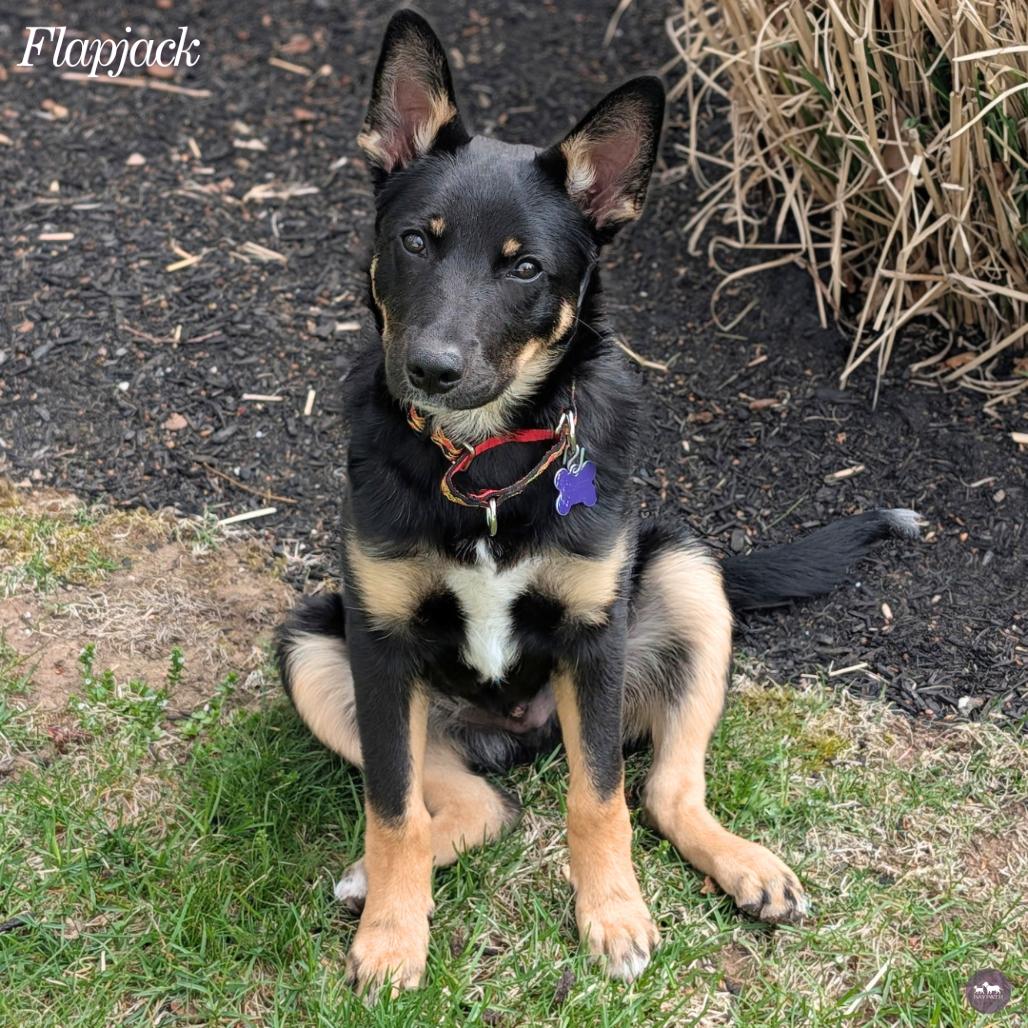 Flapjack, Adoptable, Puppy Male Shepherd & Mixed Breed.
