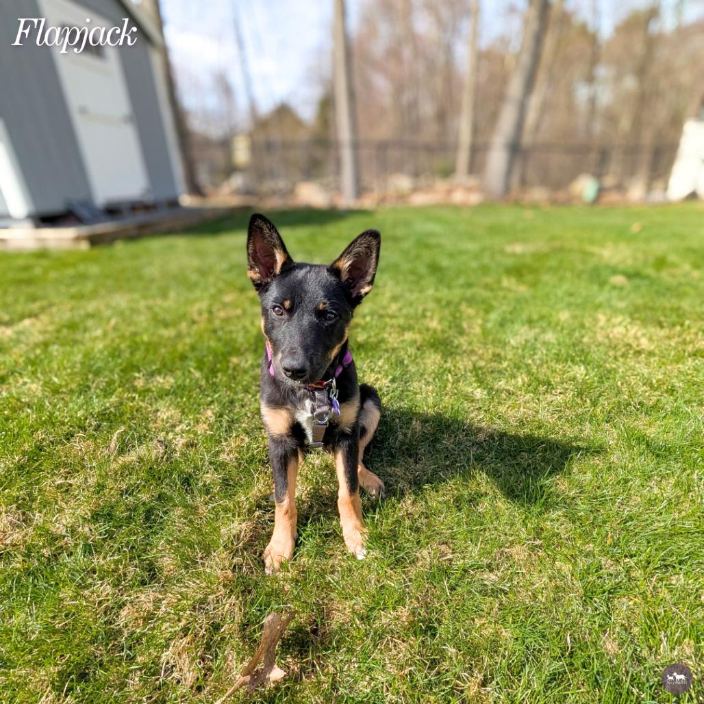 Enlarge Flapjack, a Adoptable mixed breed in Hopkinton, MA image 3/6