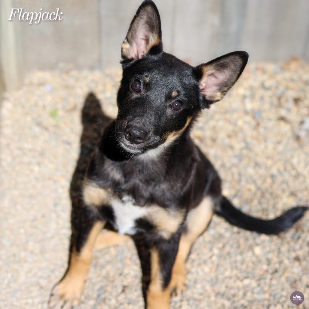 Enlarge Flapjack, a Adoptable mixed breed in Hopkinton, MA image 2/2