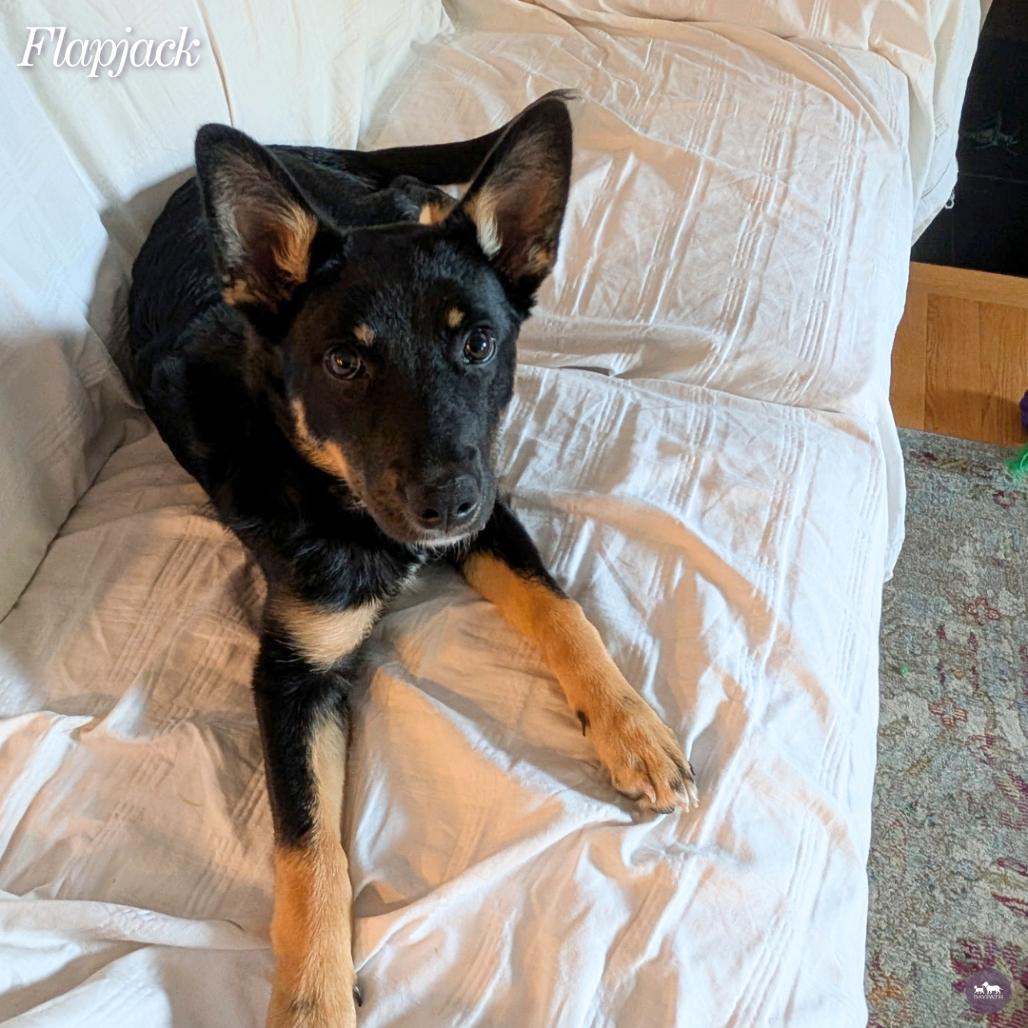 Enlarge Flapjack, a Adoptable mixed breed in Hopkinton, MA image 5/6