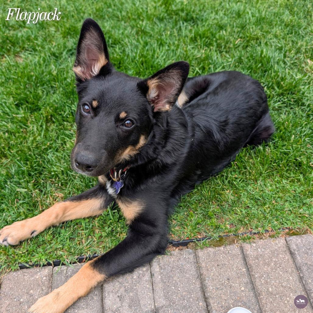 Enlarge Flapjack, a Adoptable mixed breed in Hopkinton, MA image 6/6