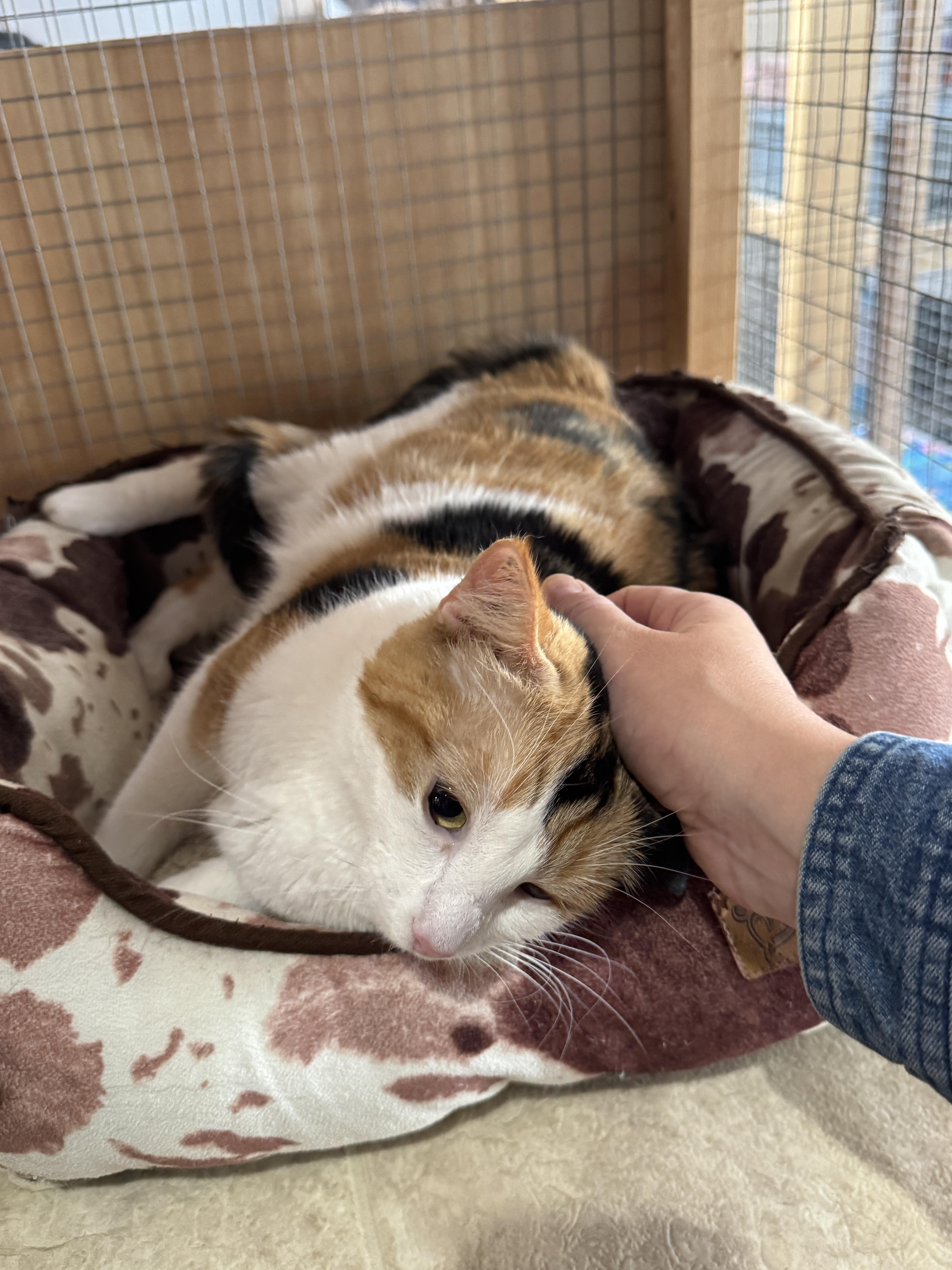 Enlarge Mitzi, an adopted Domestic Short Hair in Courtenay, BC image 4/5