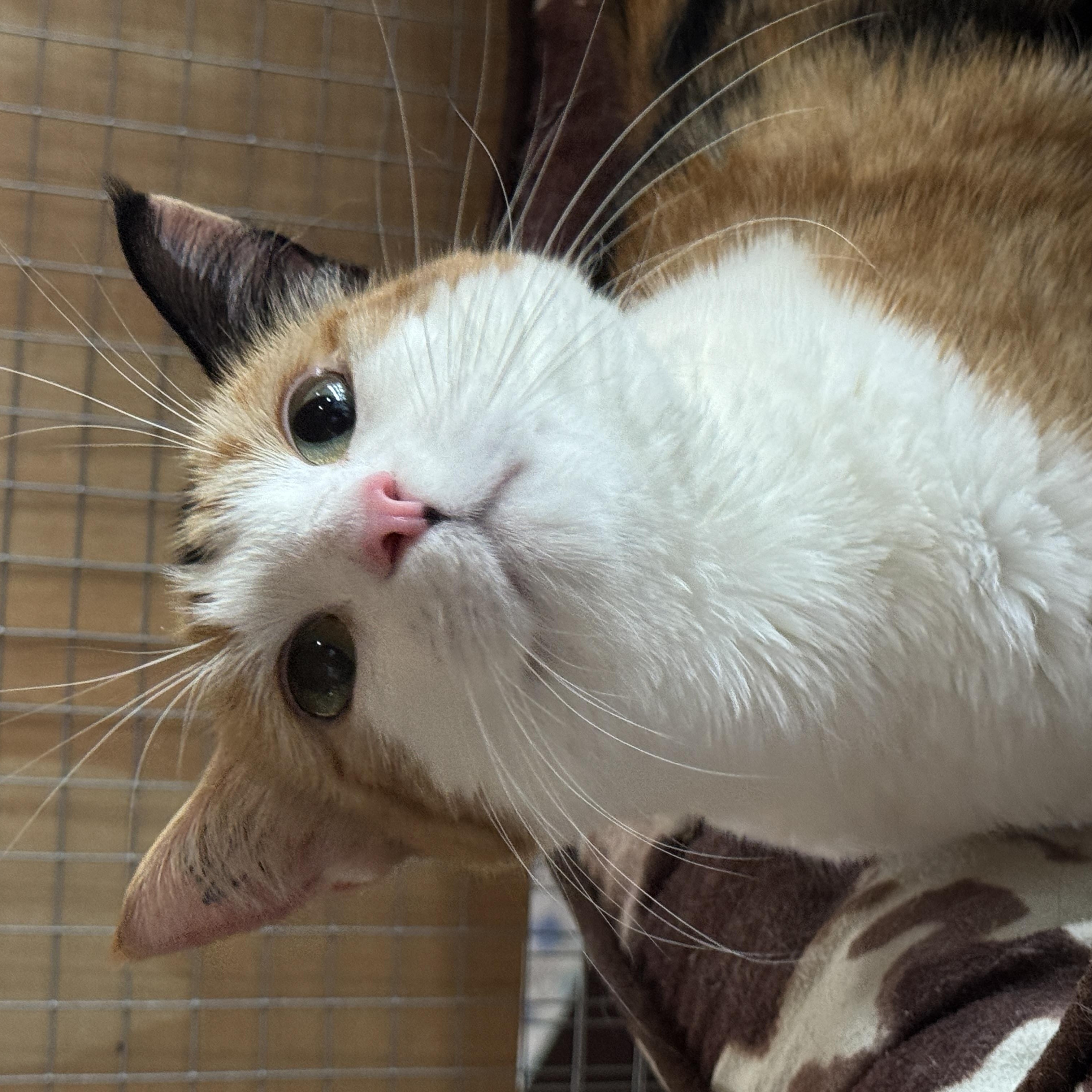 Mitzi, adopted, Adult Female Domestic Short Hair.