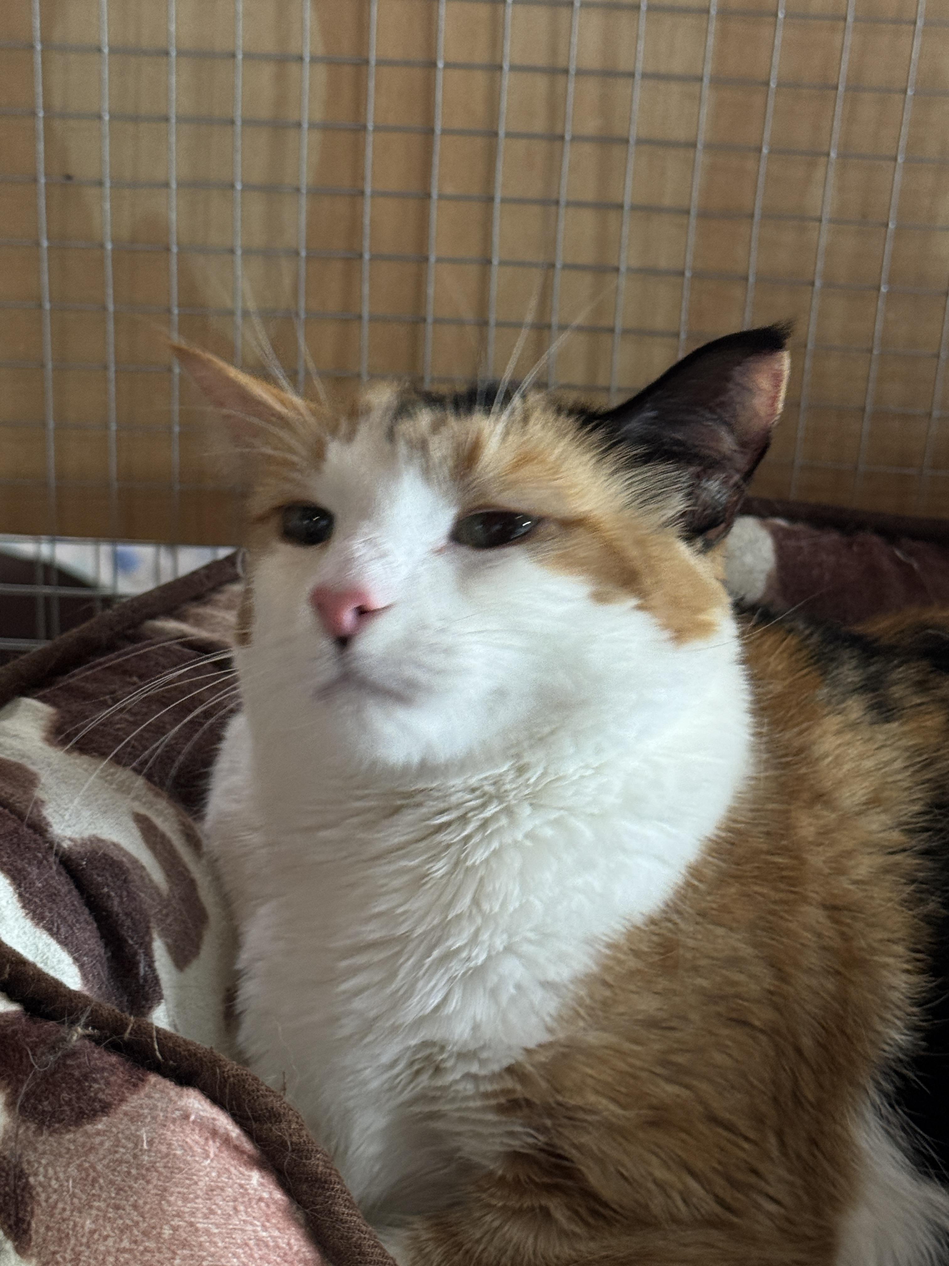Enlarge Mitzi, an adopted Domestic Short Hair in Courtenay, BC image 2/5