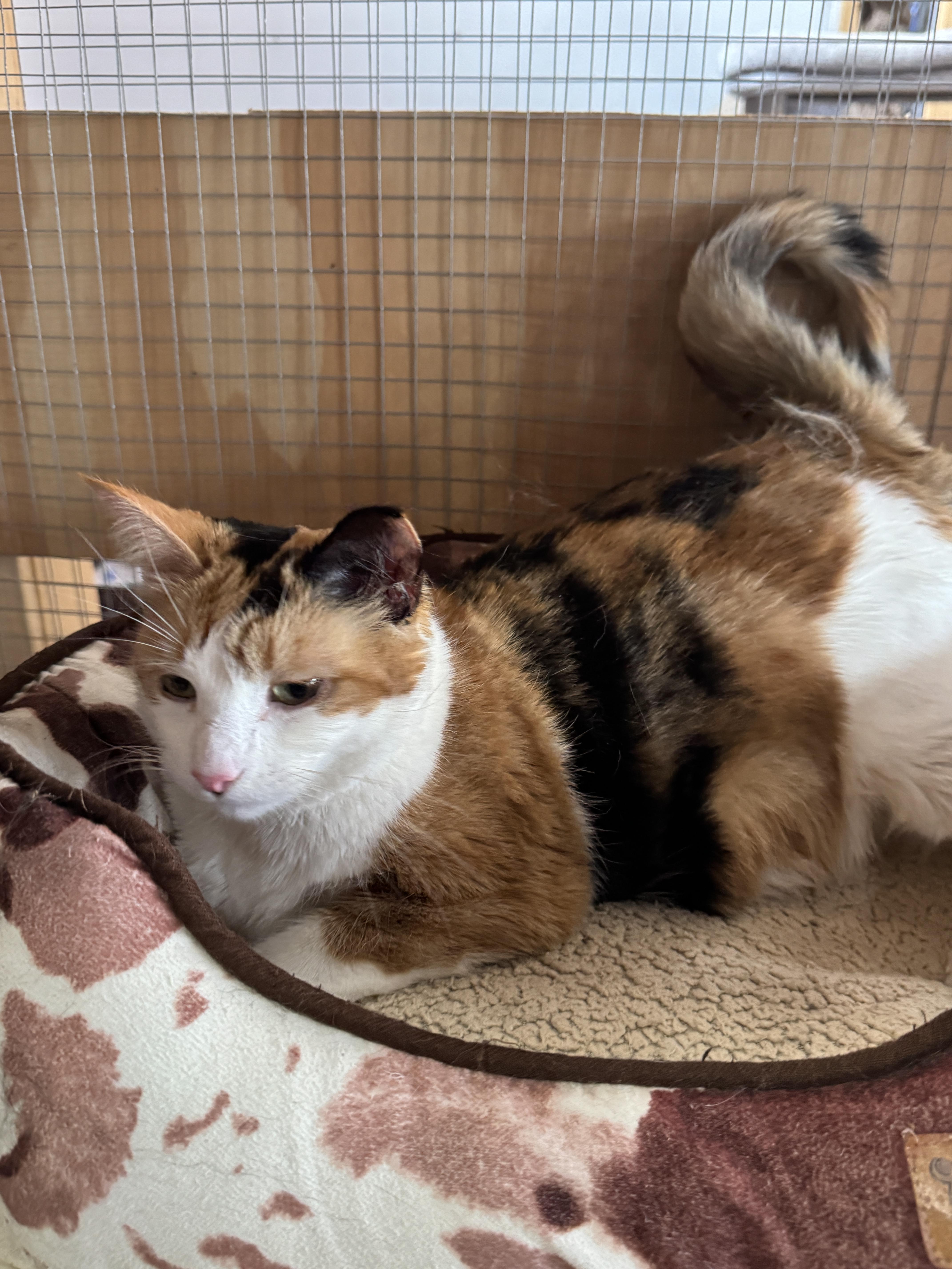Enlarge Mitzi, an adopted Domestic Short Hair in Courtenay, BC image 5/5