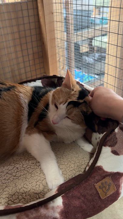 Enlarge Mitzi, an adopted Domestic Short Hair in Courtenay, BC video 3/5