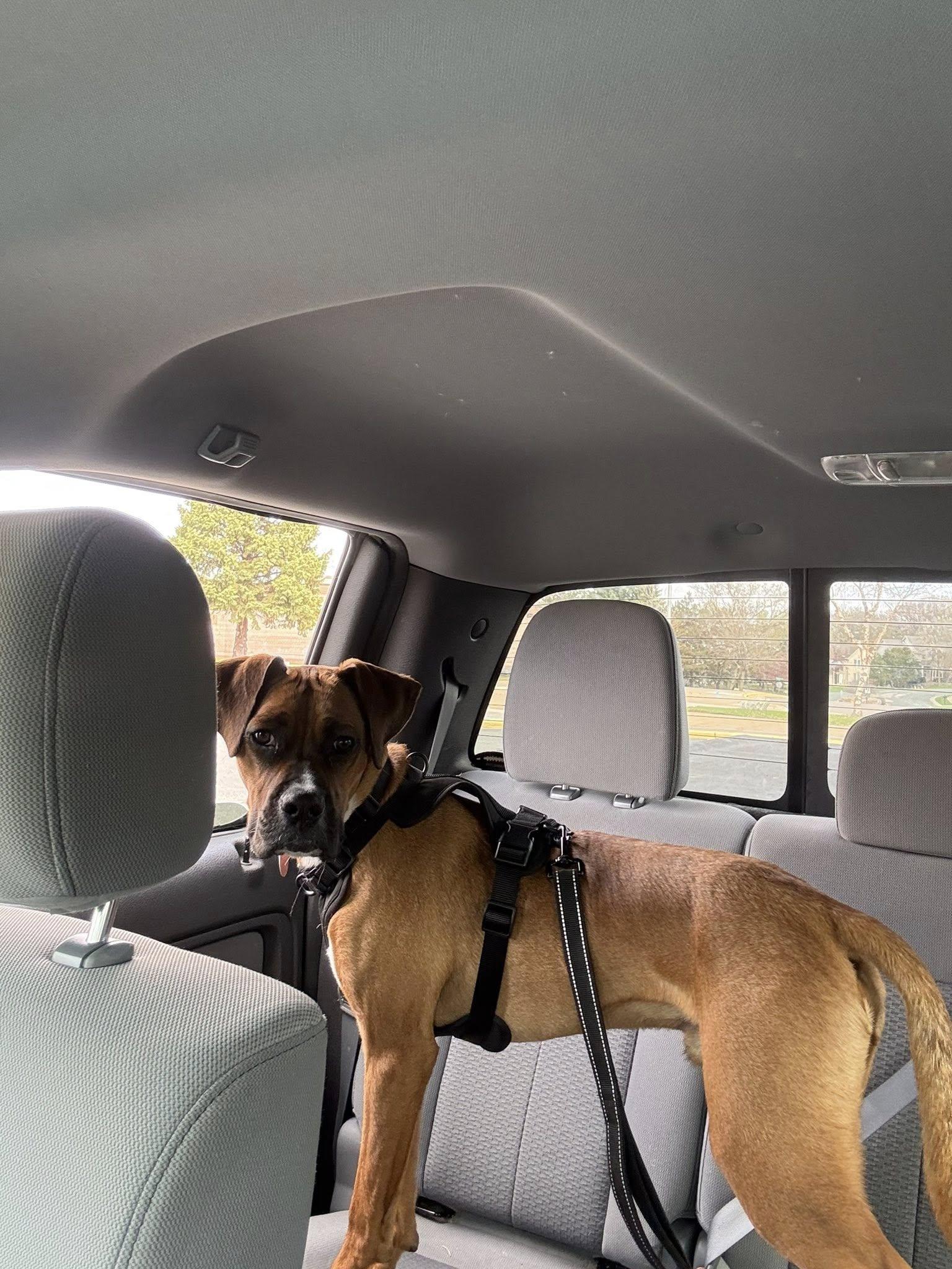 Enlarge Zarek *AdoptionPending*, a Adoptable mixed breed in Woodbury, MN image 1/3
