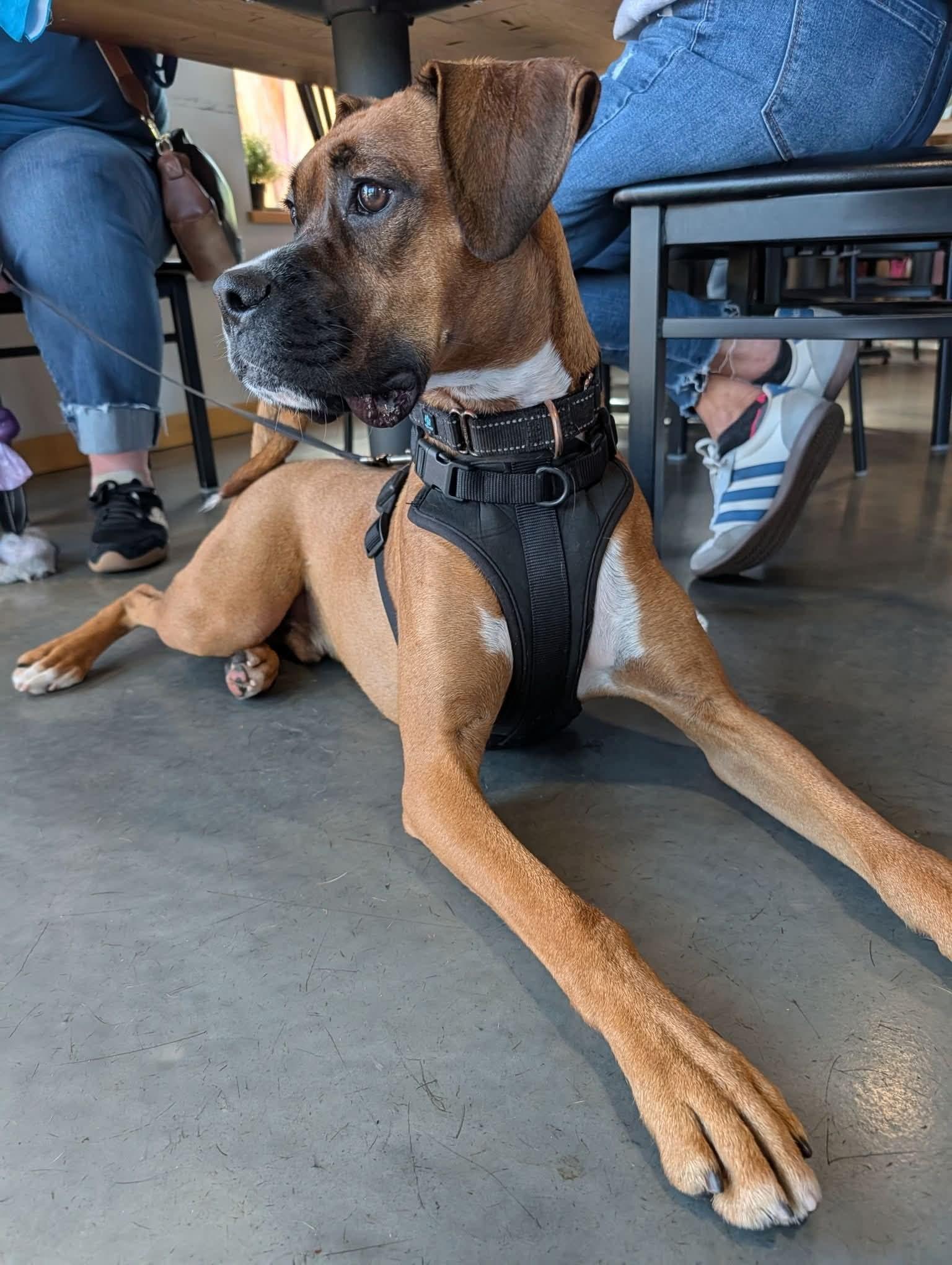 Enlarge Zarek, a Adoptable mixed breed in Woodbury, MN image 1/3