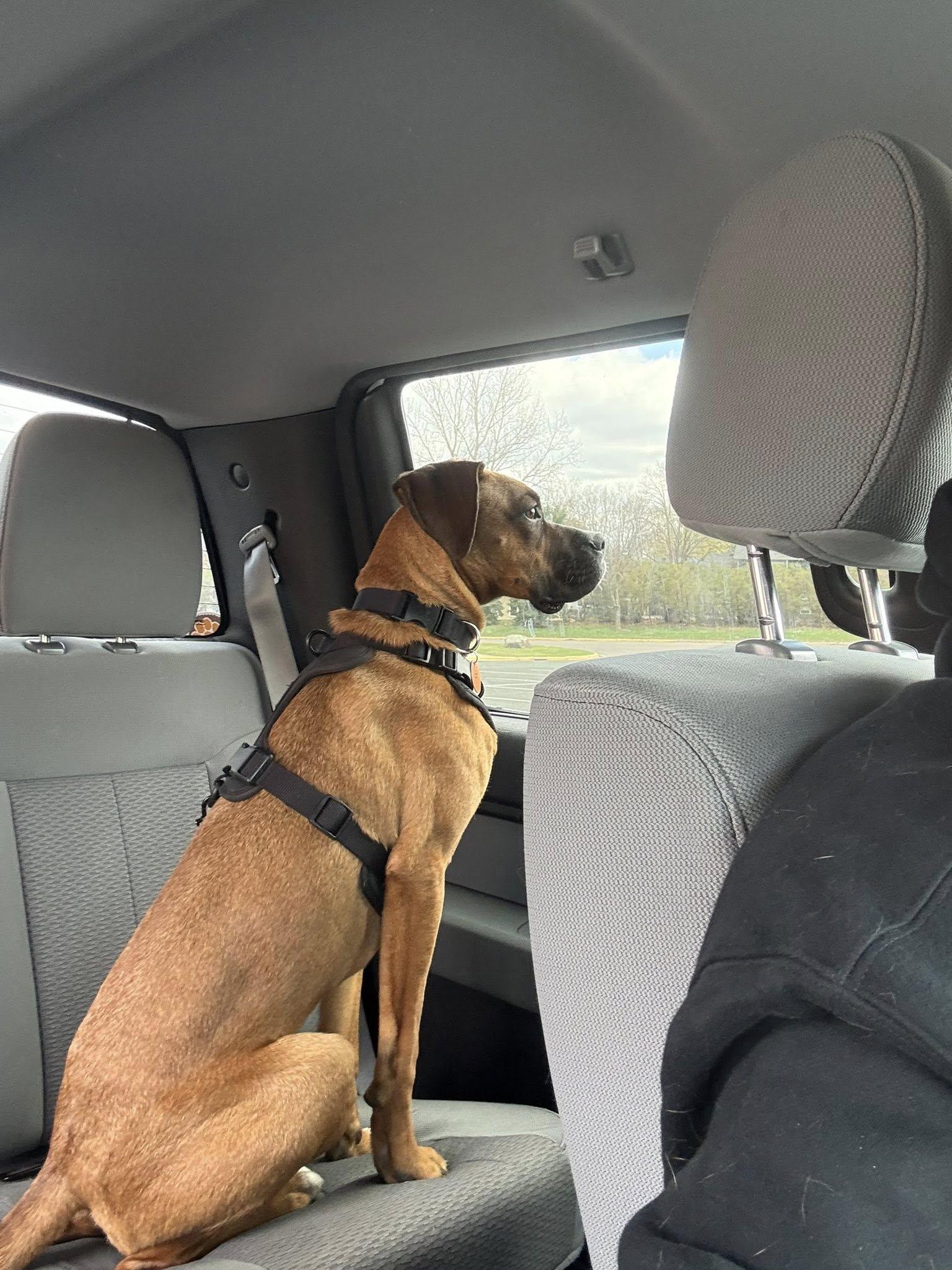 Enlarge Zarek *AdoptionPending*, a Adoptable mixed breed in Woodbury, MN image 2/3