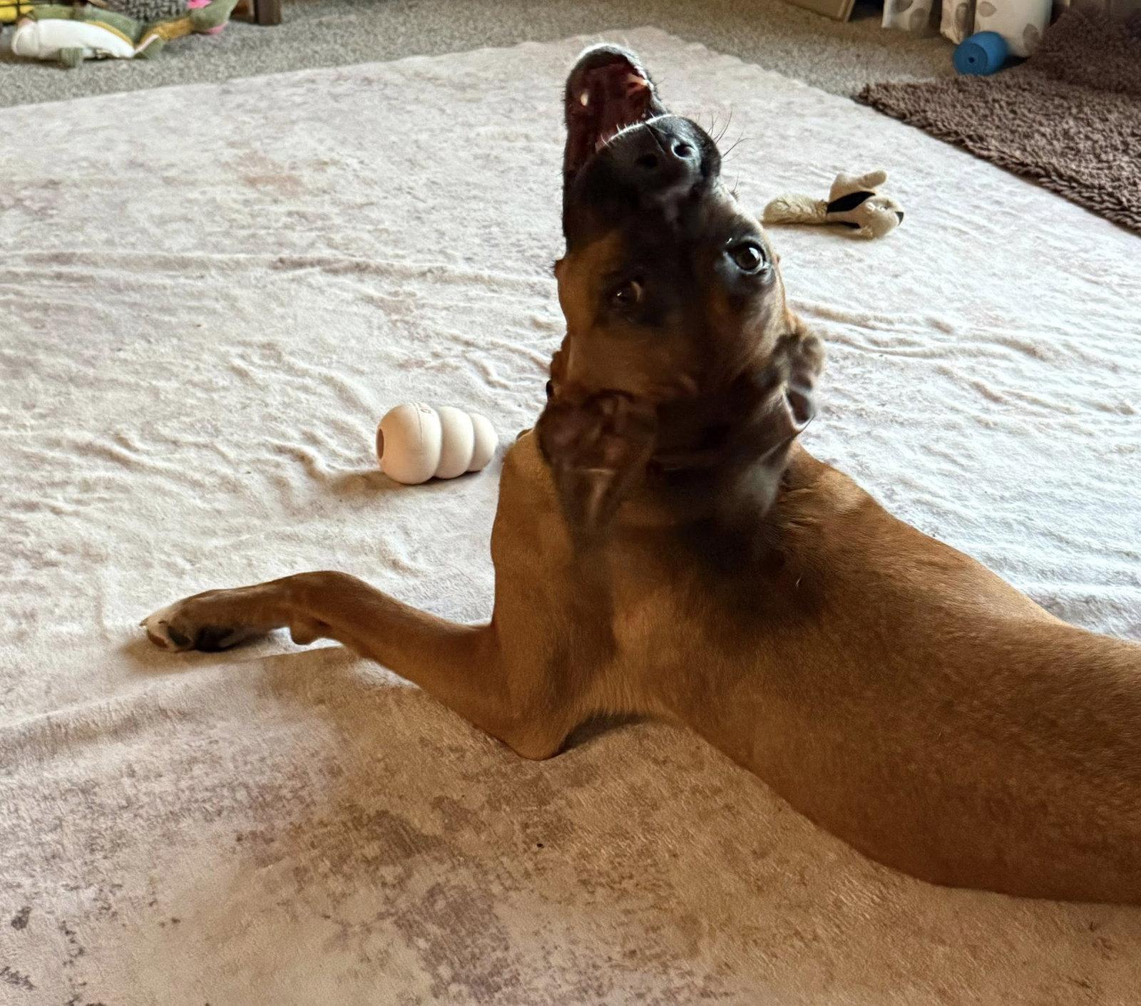 Enlarge Zarek *AdoptionPending*, a Adoptable mixed breed in Woodbury, MN image 3/3