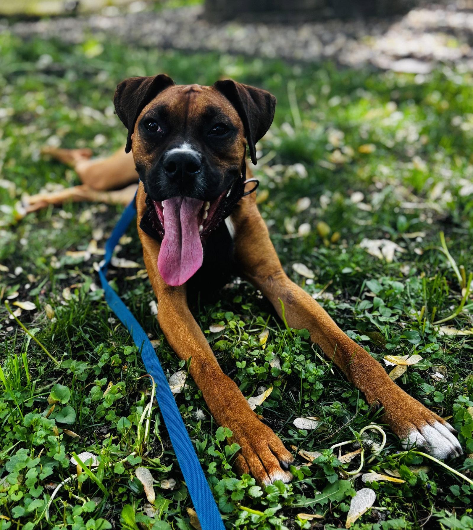 Zarek, a Adoptable mixed breed in Woodbury, MN image 2/3