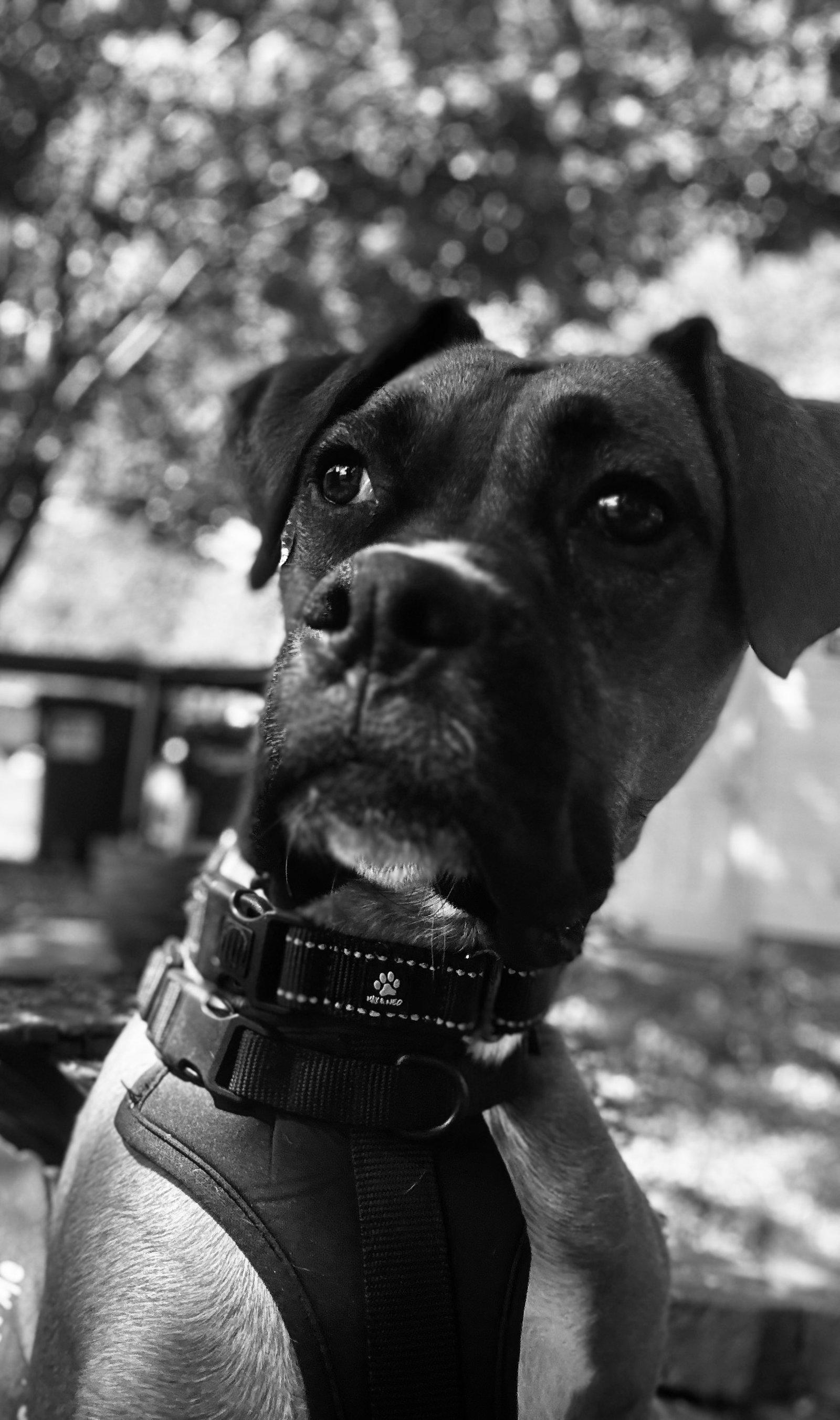 Zarek, a Adoptable mixed breed in Woodbury, MN image 3/3