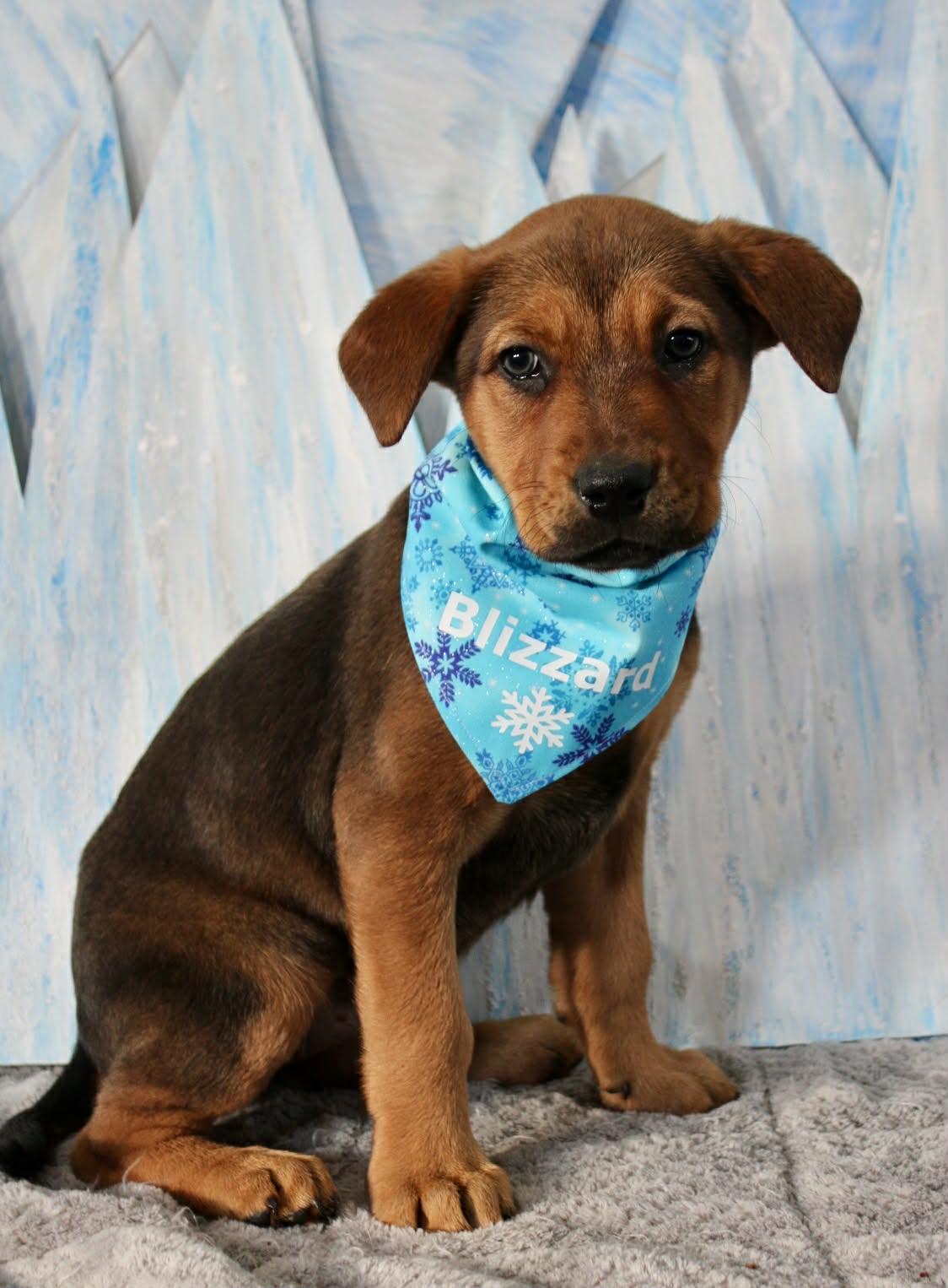 The Shiver Litter, a ADOPTABLE mixed breed in Columbia, MO image 3/4