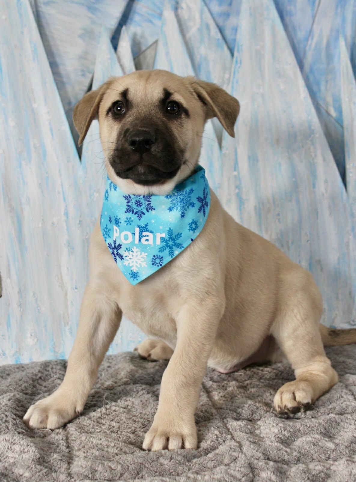 The Shiver Litter, a ADOPTABLE mixed breed in Columbia, MO image 1/4