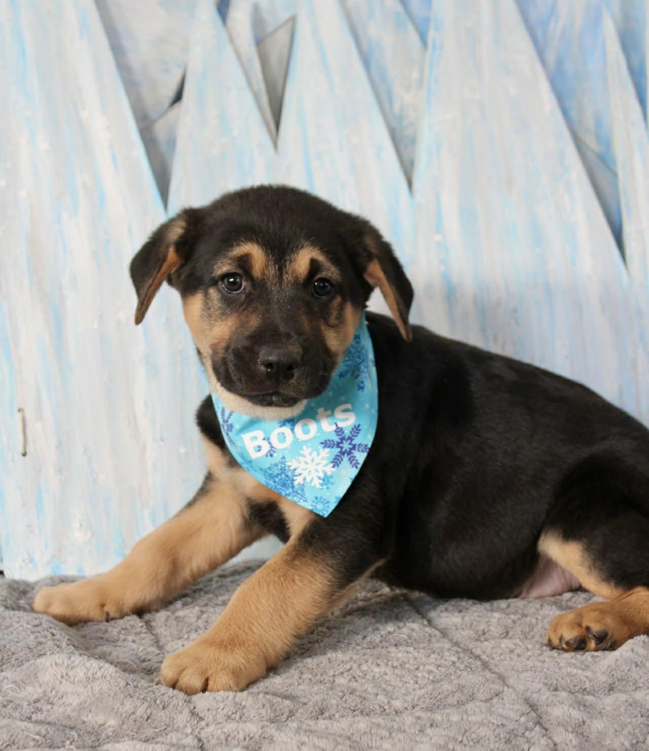 The Shiver Litter, a ADOPTABLE mixed breed in Columbia, MO image 2/4