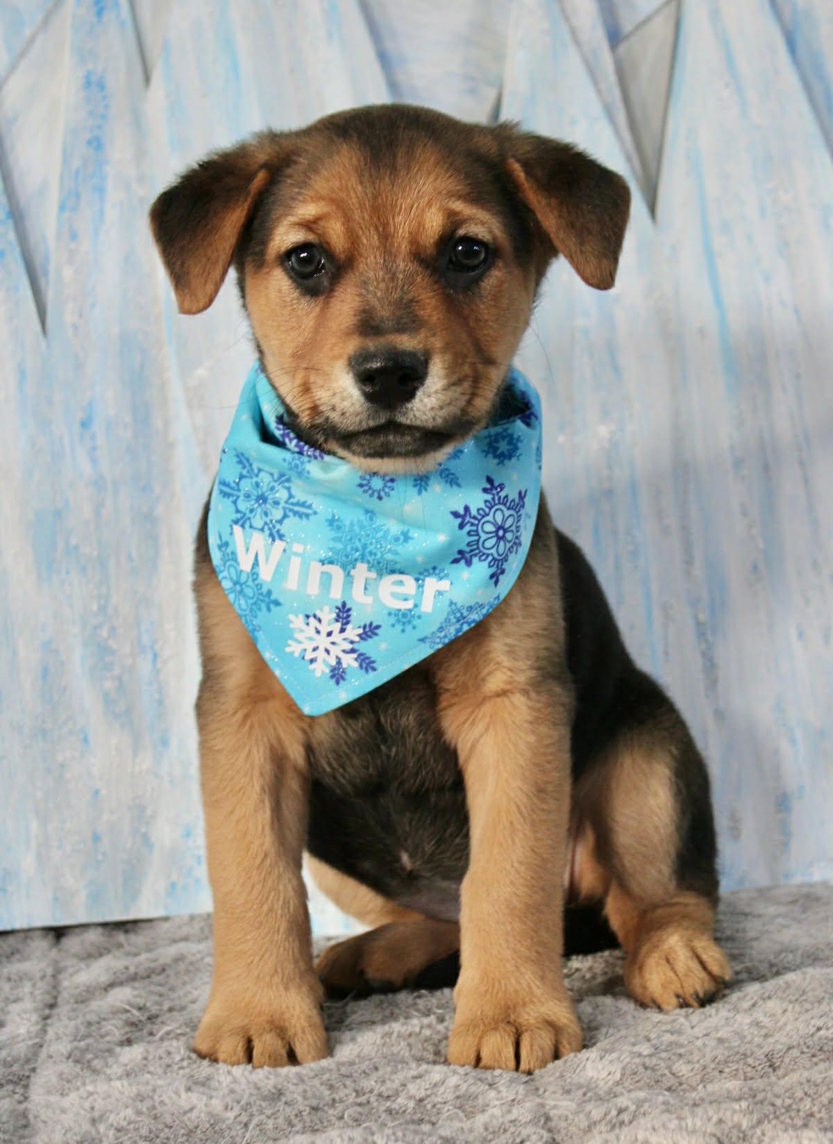 The Shiver Litter, a ADOPTABLE mixed breed in Columbia, MO image 4/4
